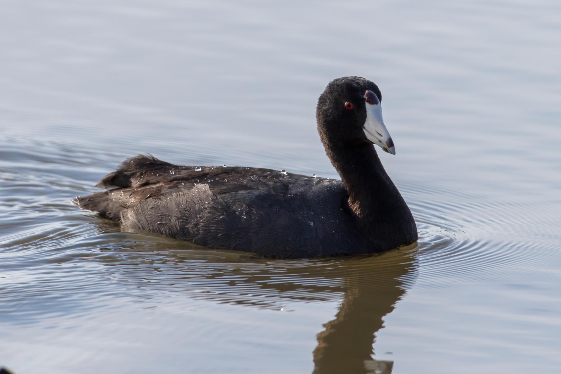 foulque-d-amerique-american-coot