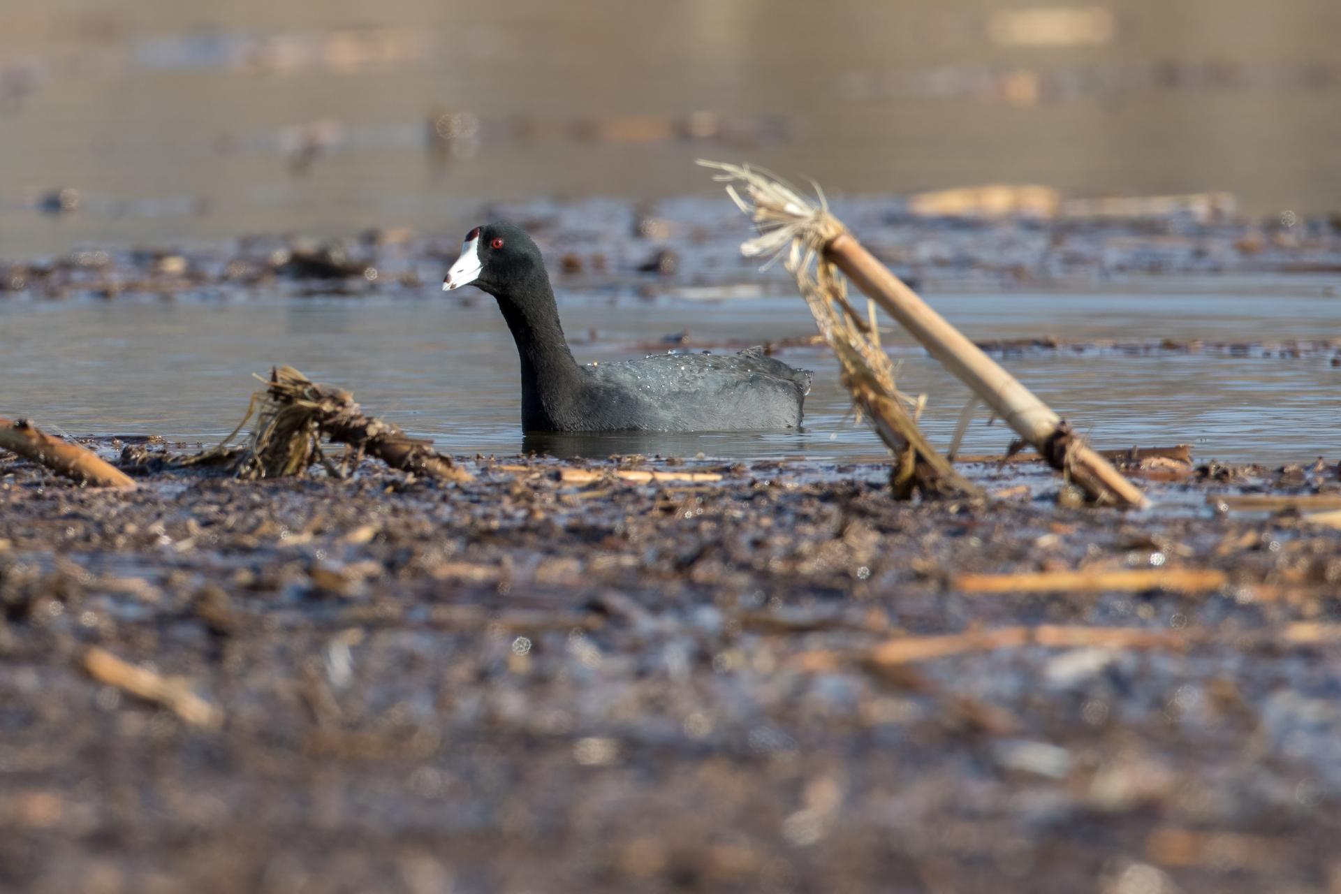 foulque-d-amerique-american-coot