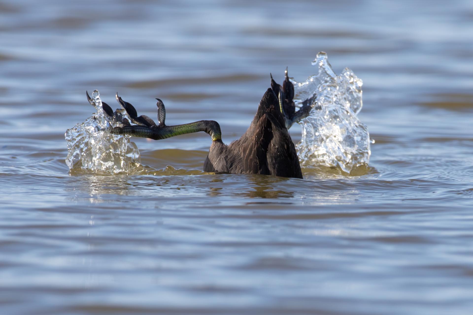 foulque-d-amerique-american-coot