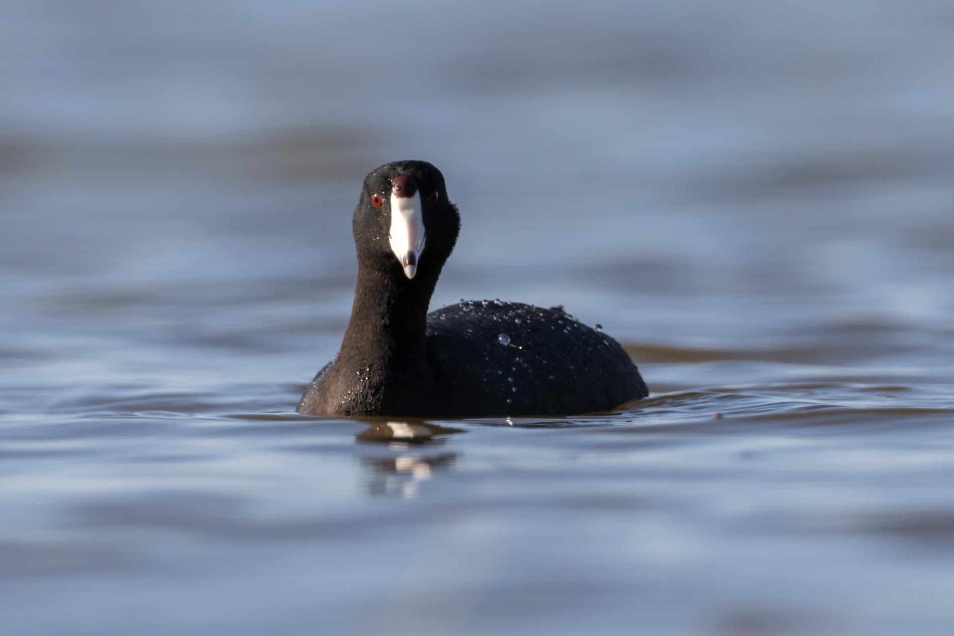 foulque-d-amerique-american-coot