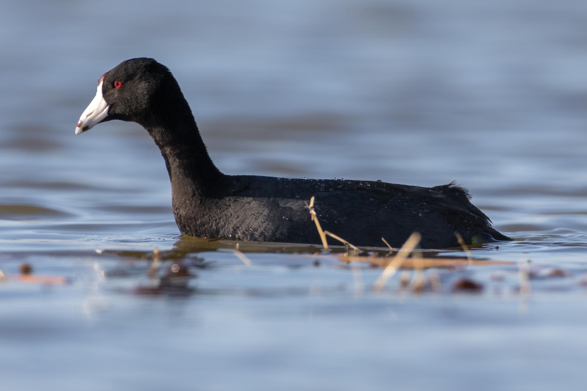 foulque-d-amerique-american-coot