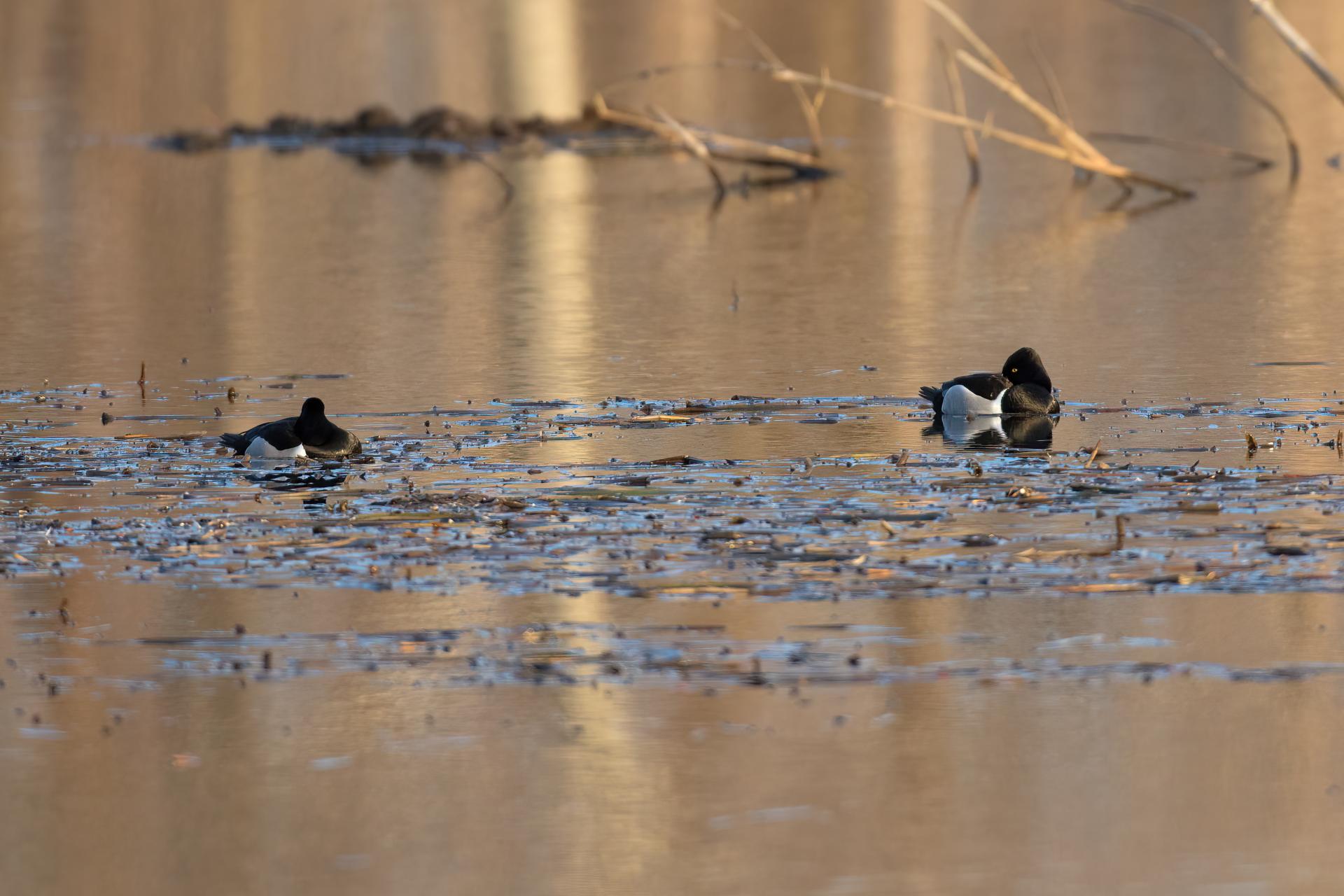 fuligule-a-collier-ring-necked-duck