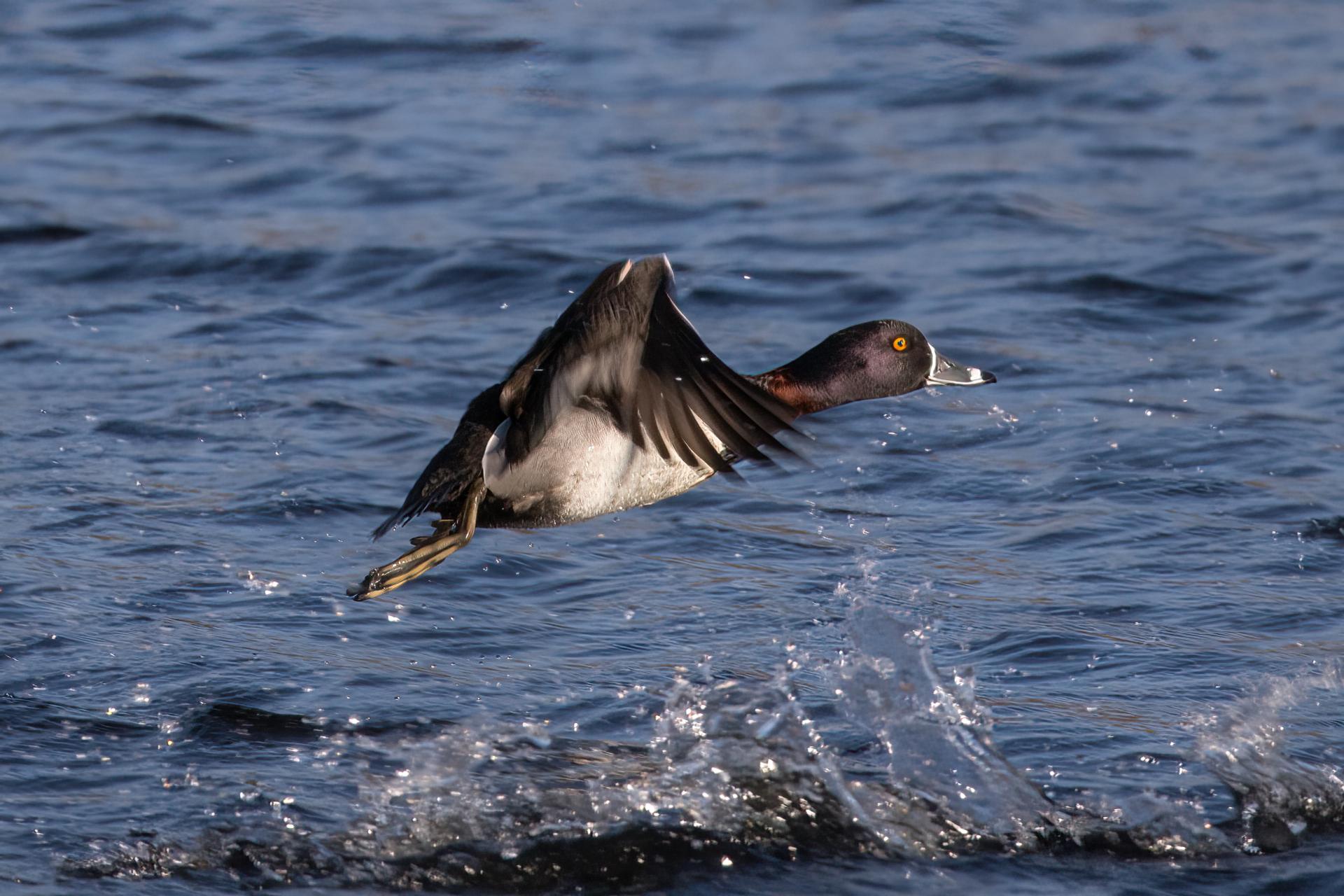 fuligule-a-collier-ring-necked-duck