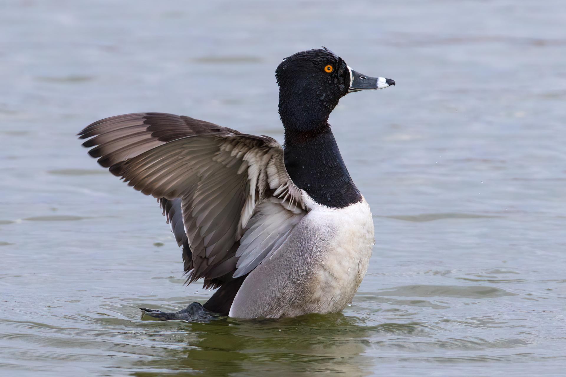 fuligule-a-collier-ring-necked-duck