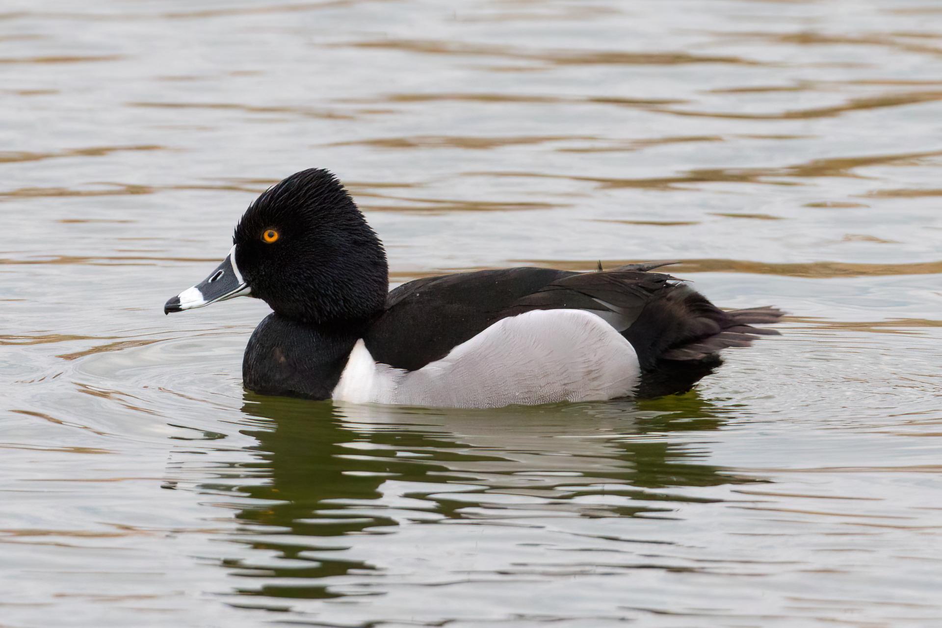 fuligule-a-collier-ring-necked-duck