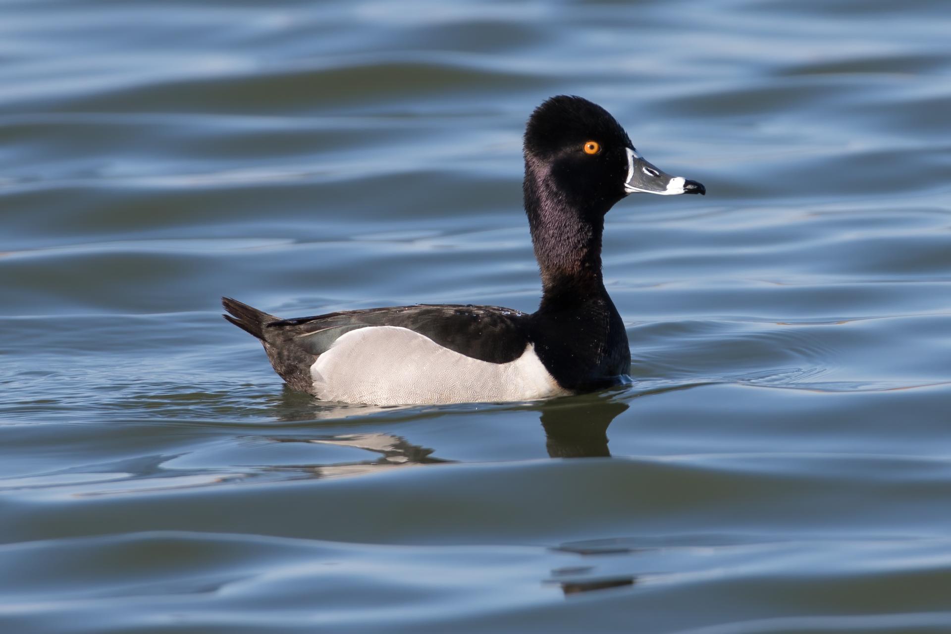 fuligule-a-collier-ring-necked-duck