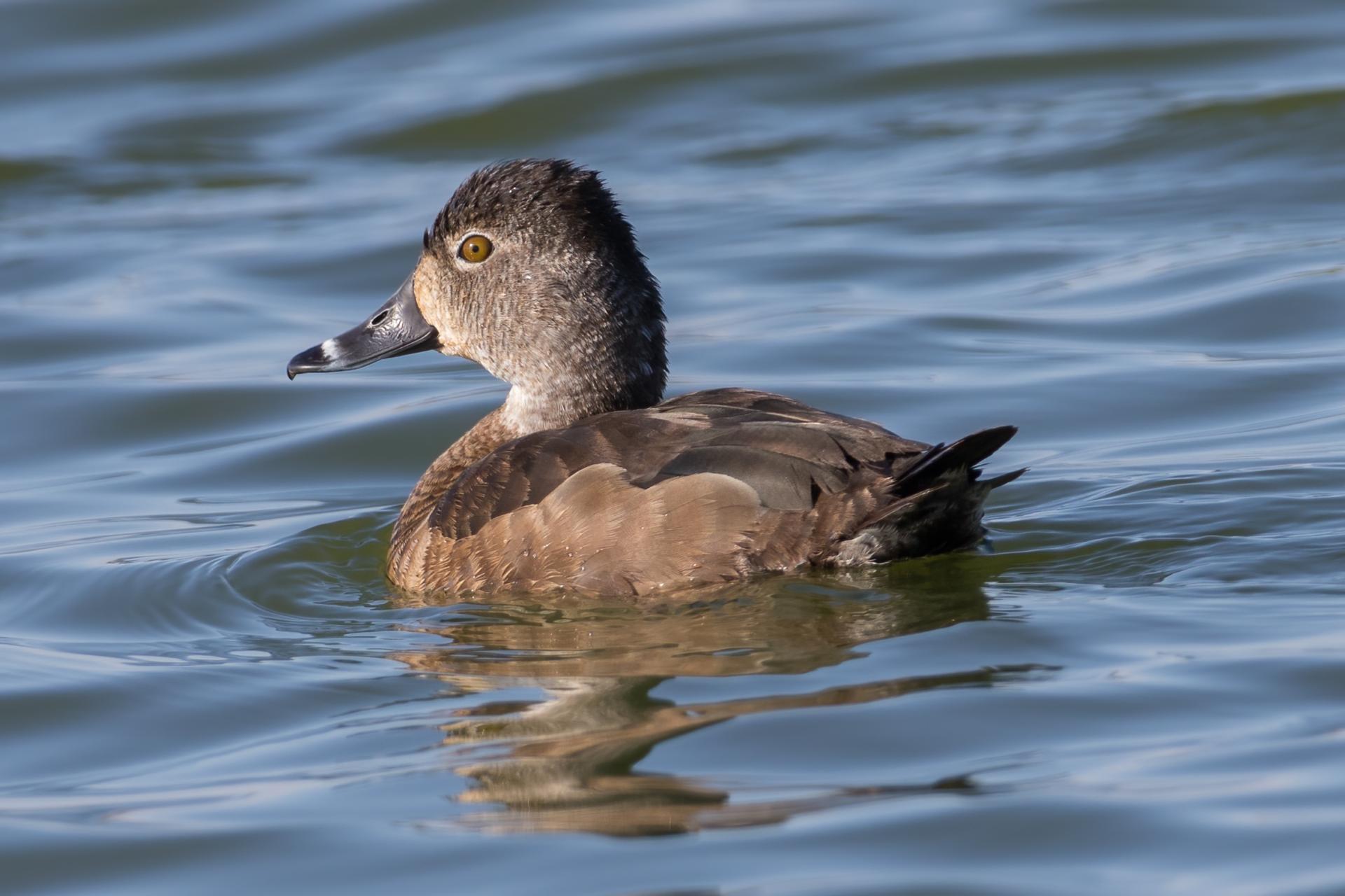 fuligule-a-collier-ring-necked-duck