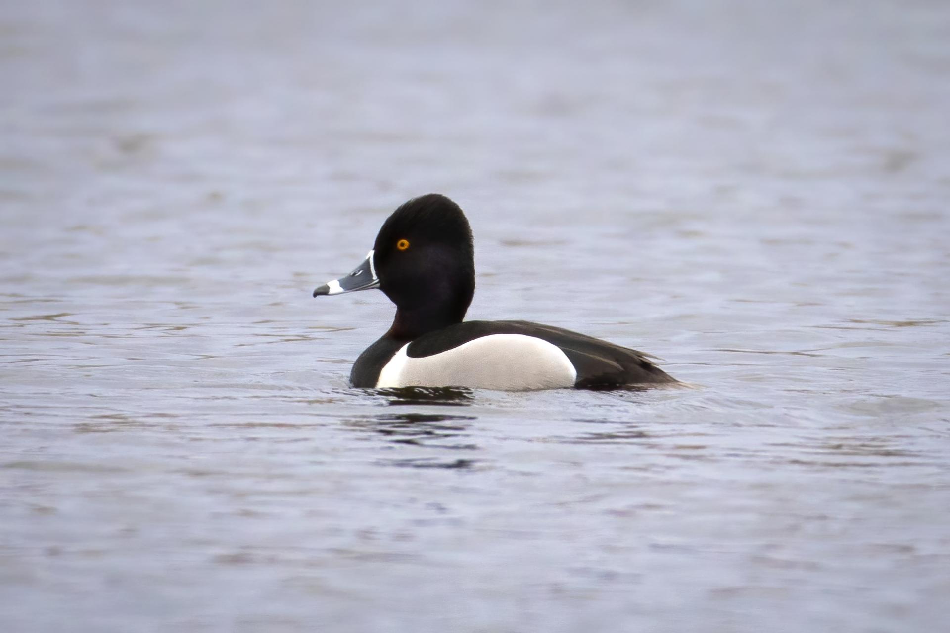fuligule-a-collier-ring-necked-duck