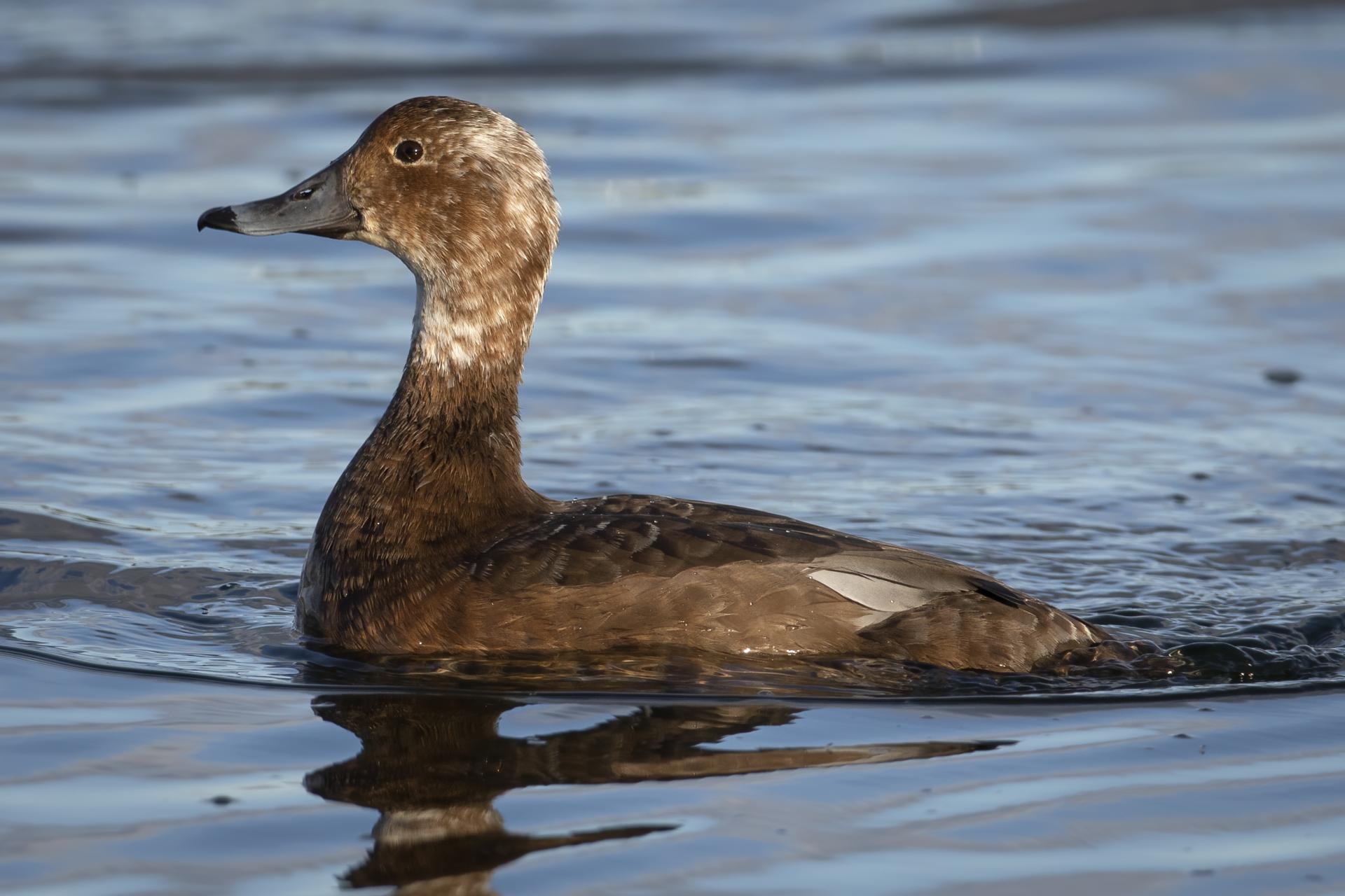 fuligule-a-tete-rouge-redhead