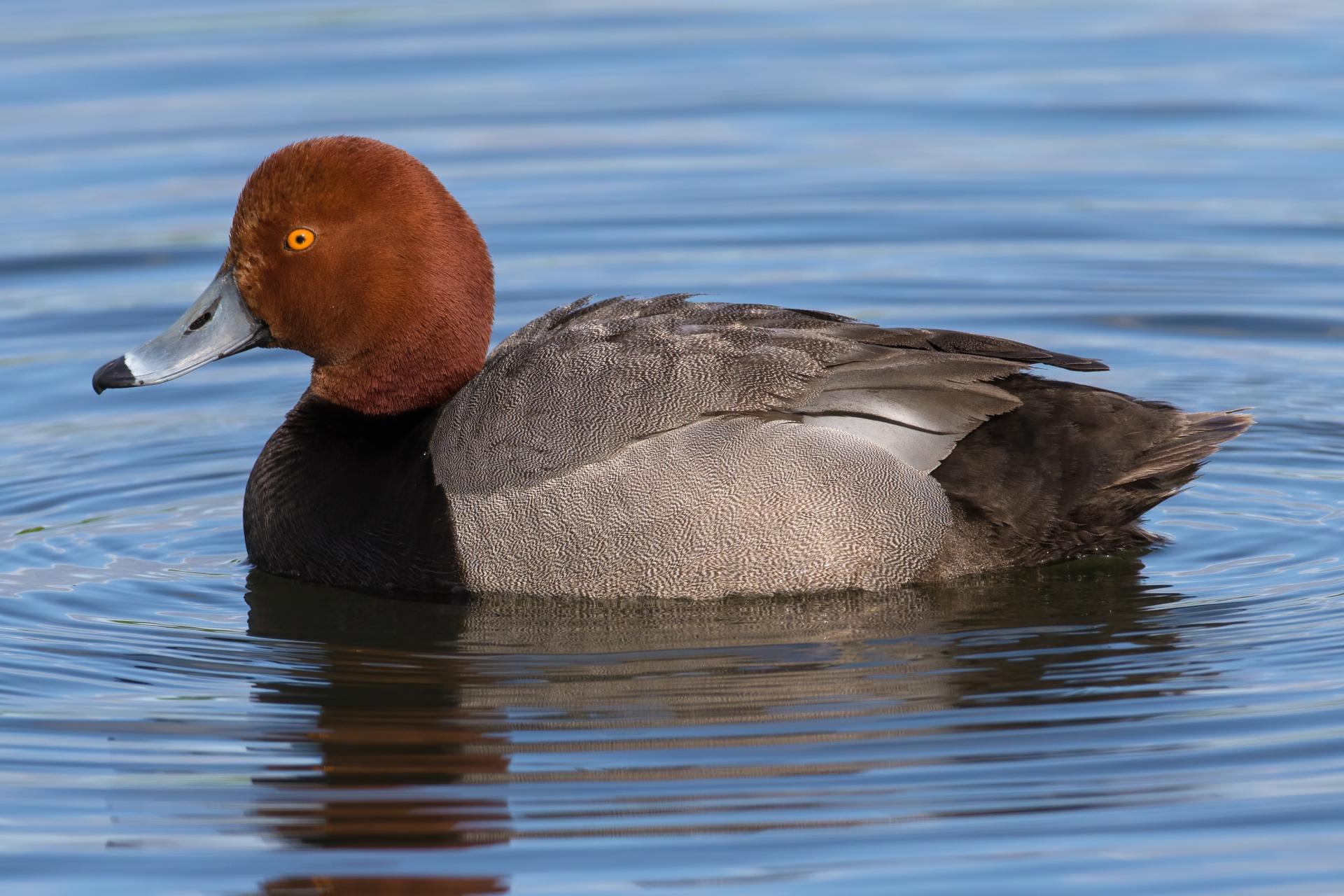 fuligule-a-tete-rouge-redhead