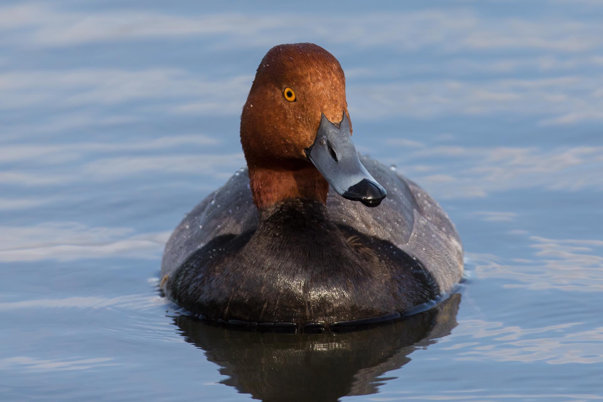 fuligule-a-tete-rouge-redhead