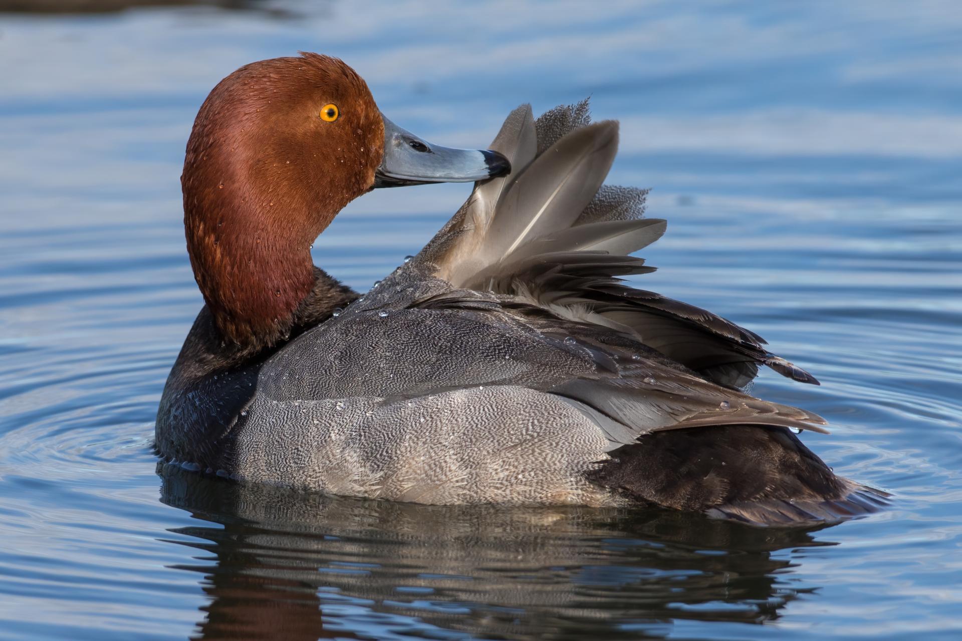 fuligule-a-tete-rouge-redhead