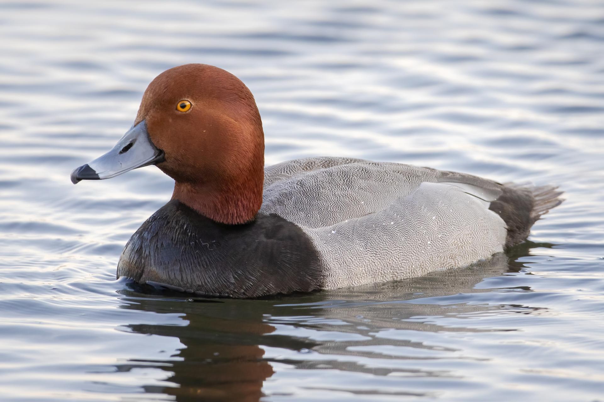 fuligule-a-tete-rouge-redhead