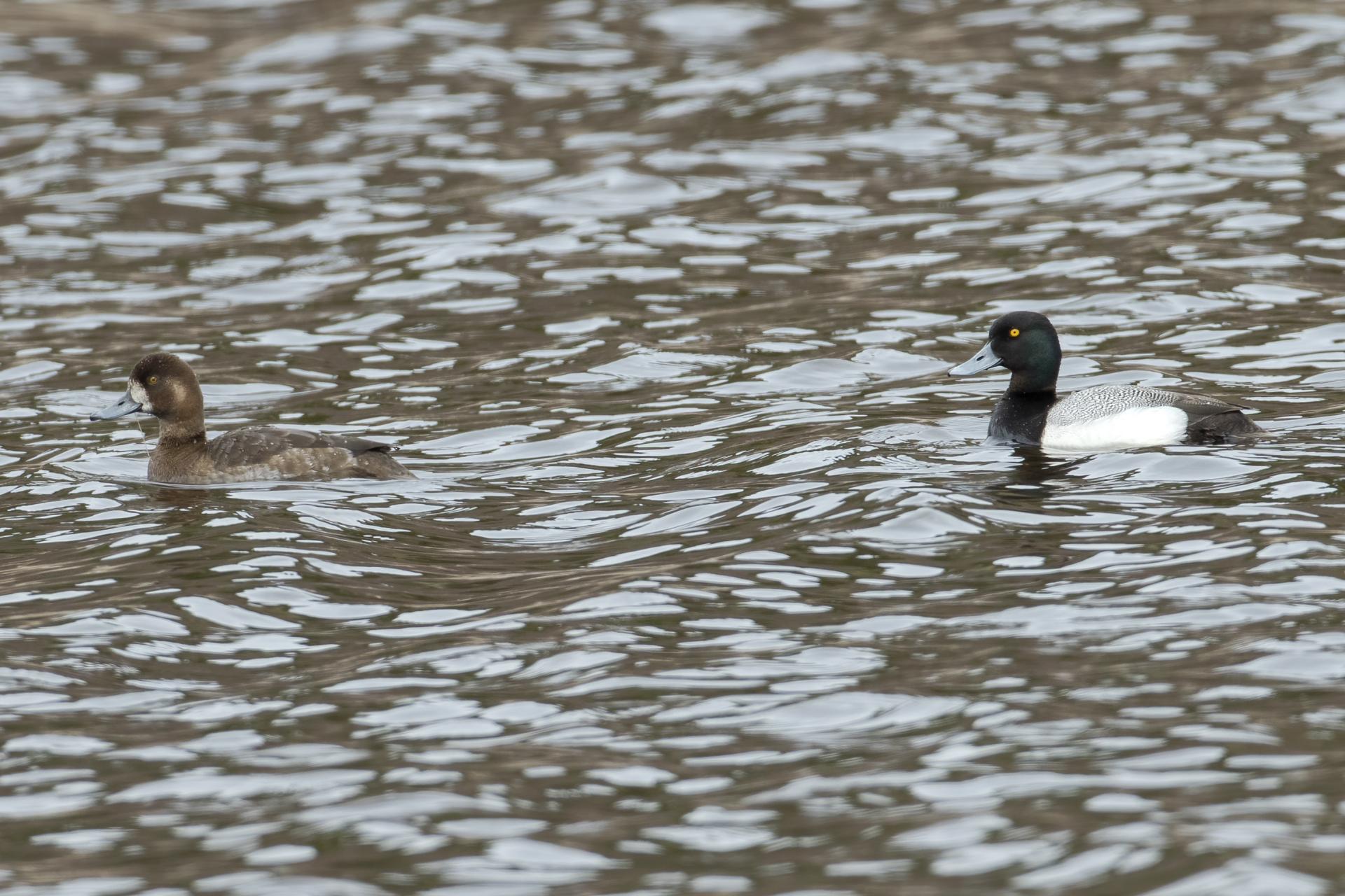 fuligule-milouinan-greater-scaup