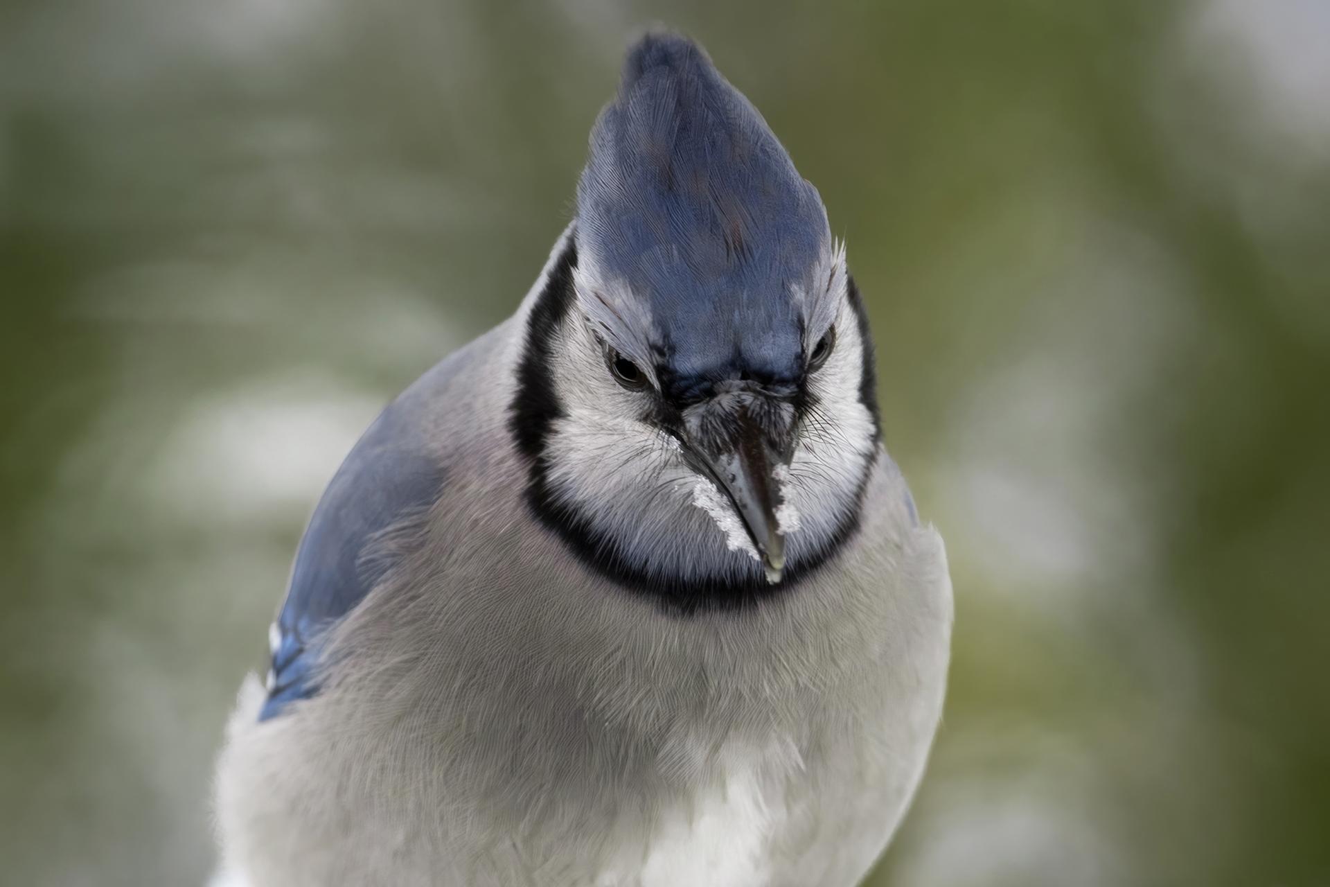 geai-bleu-blue-jay