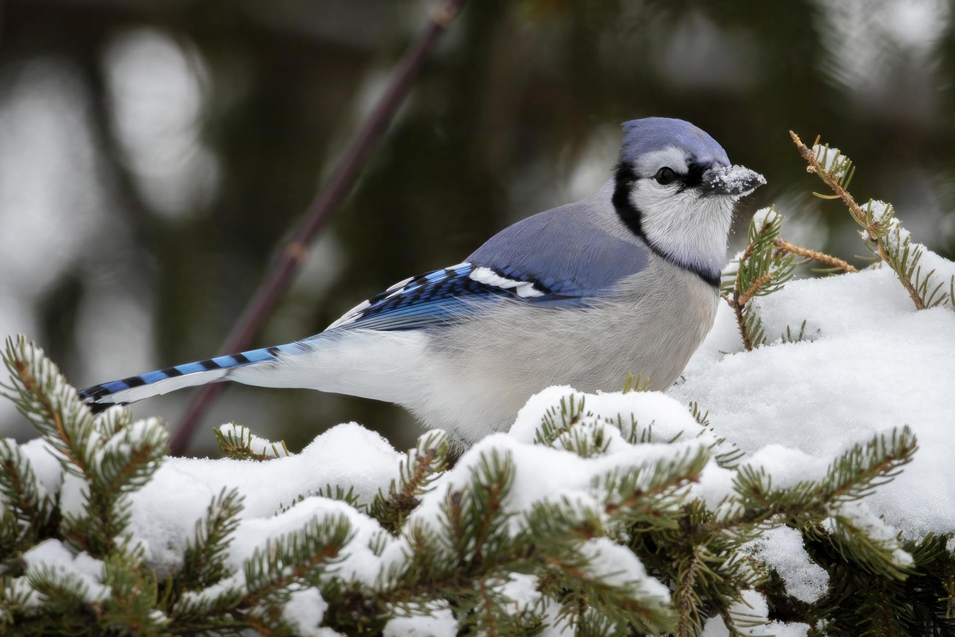 geai-bleu-blue-jay