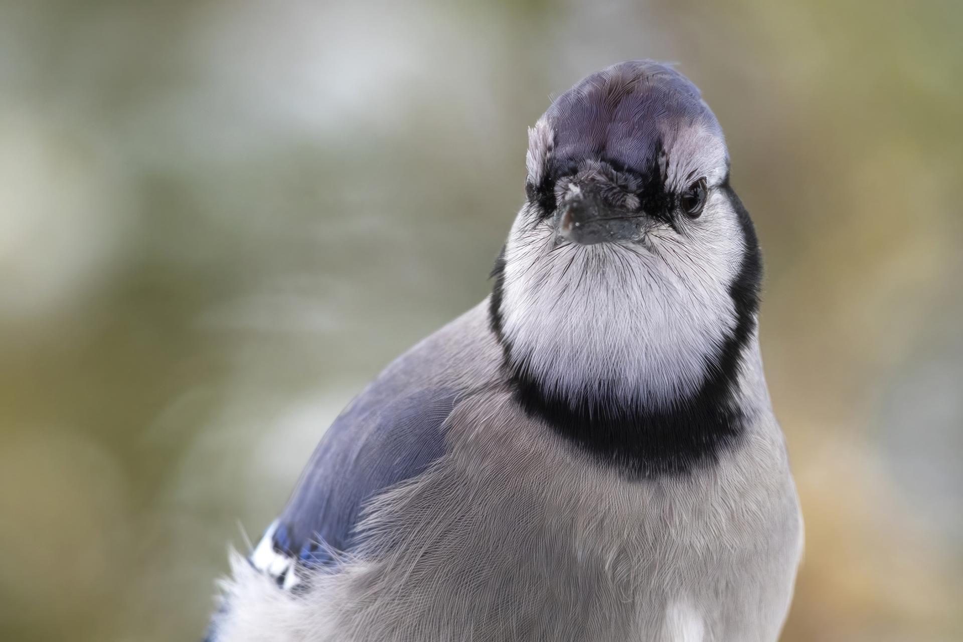 geai-bleu-blue-jay