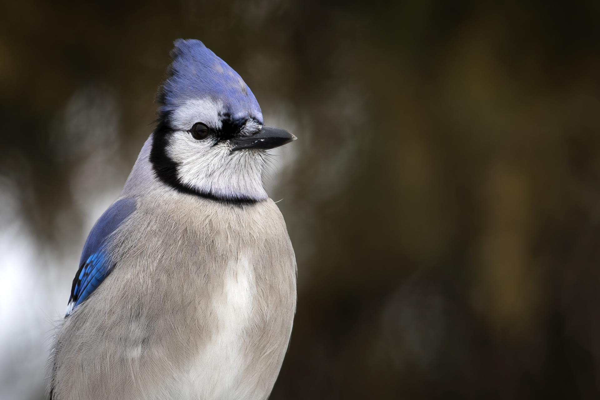geai-bleu-blue-jay