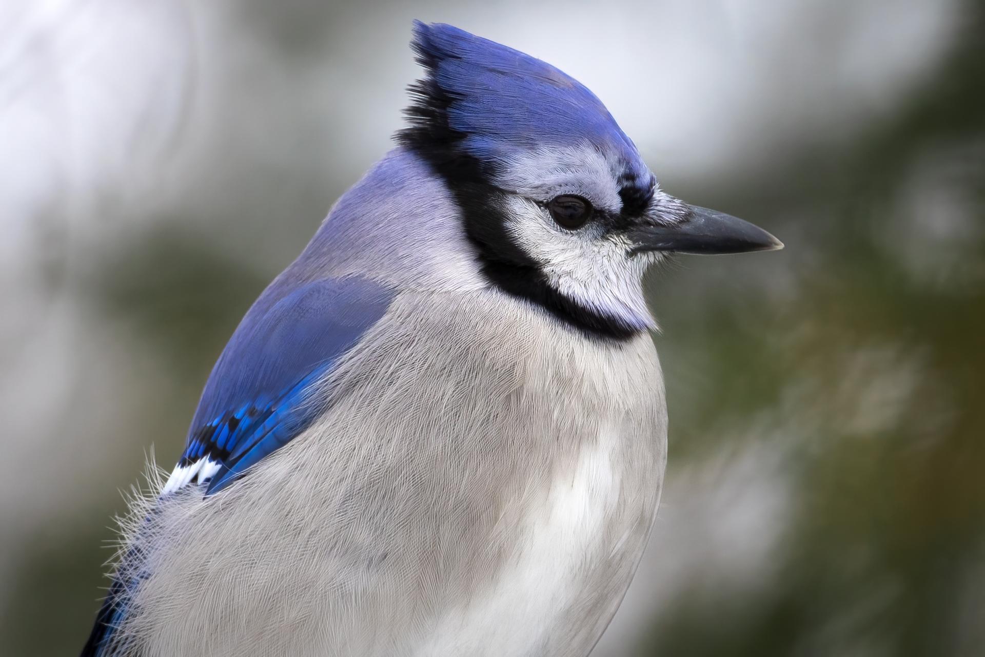 geai-bleu-blue-jay