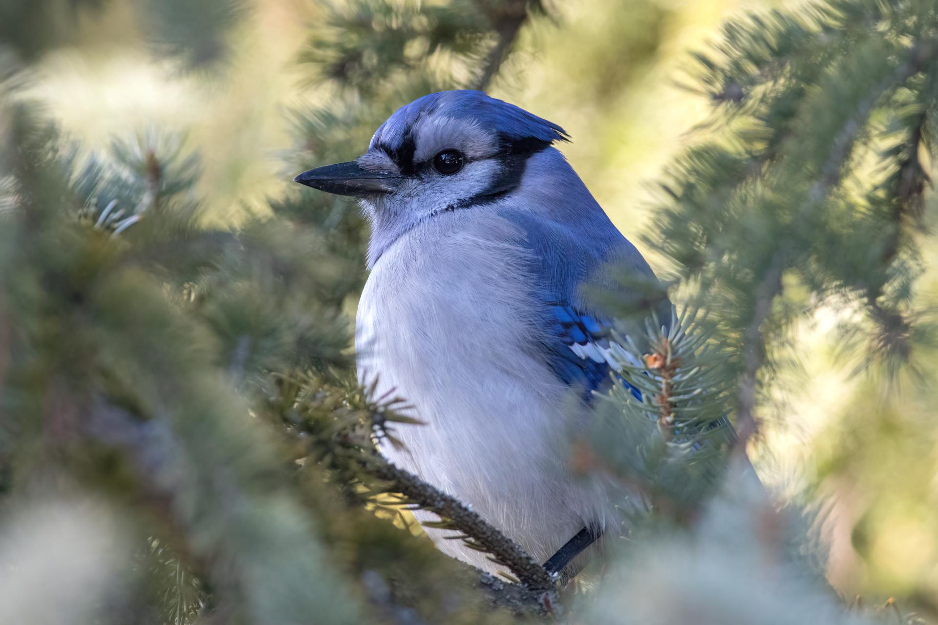 geai-bleu-blue-jay