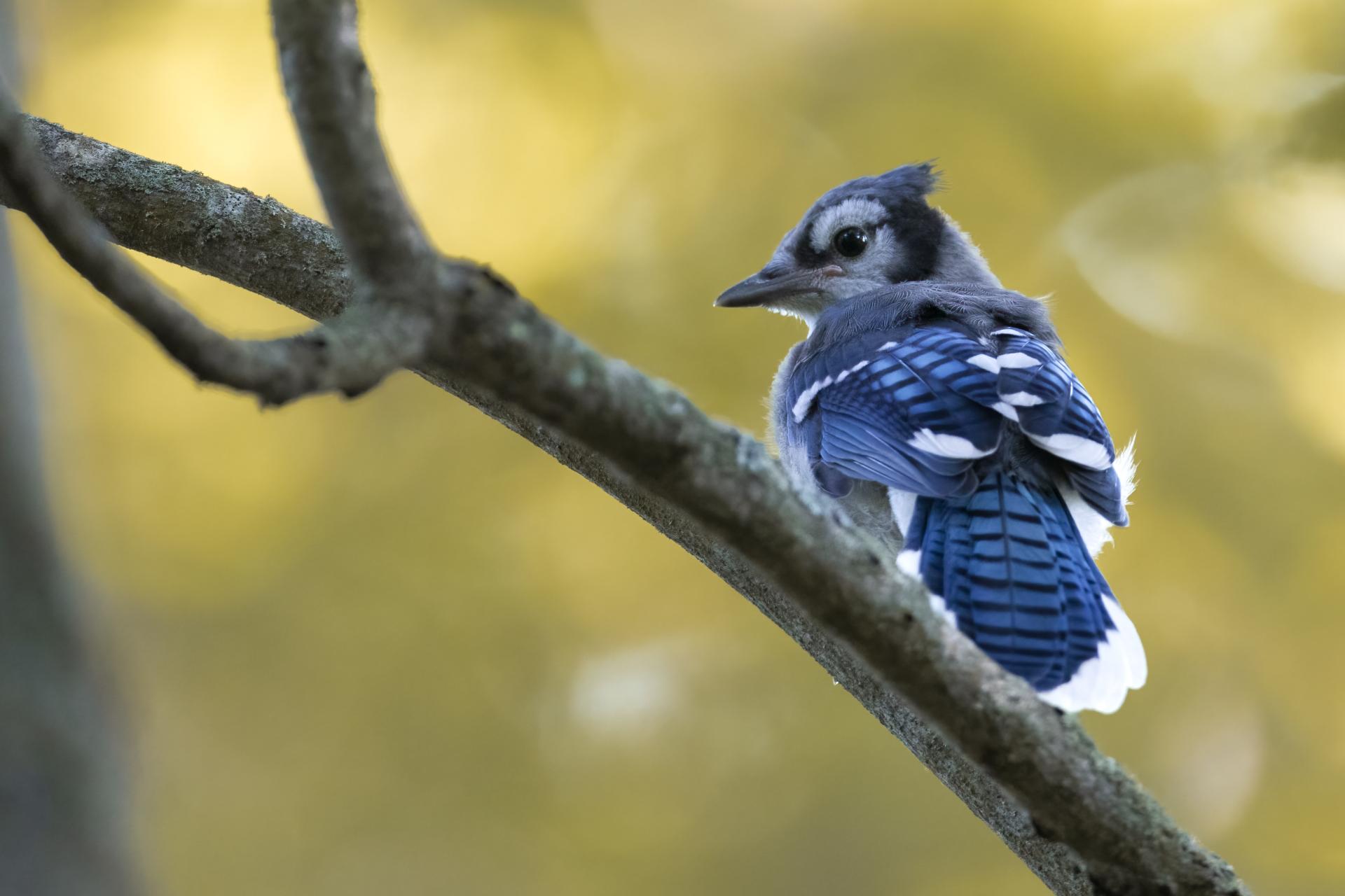 geai-bleu-blue-jay