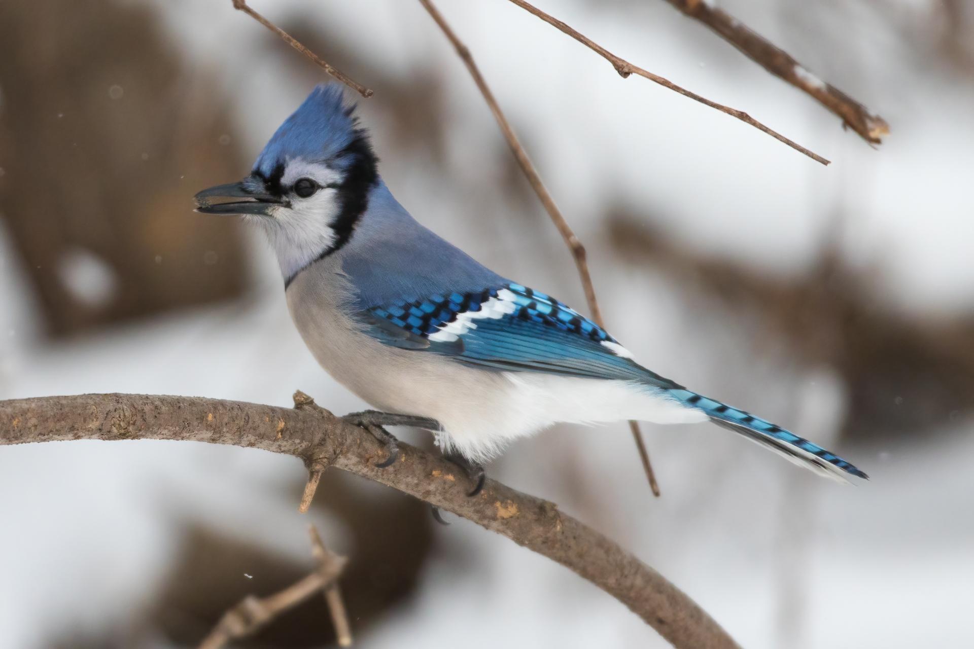 geai-bleu-blue-jay