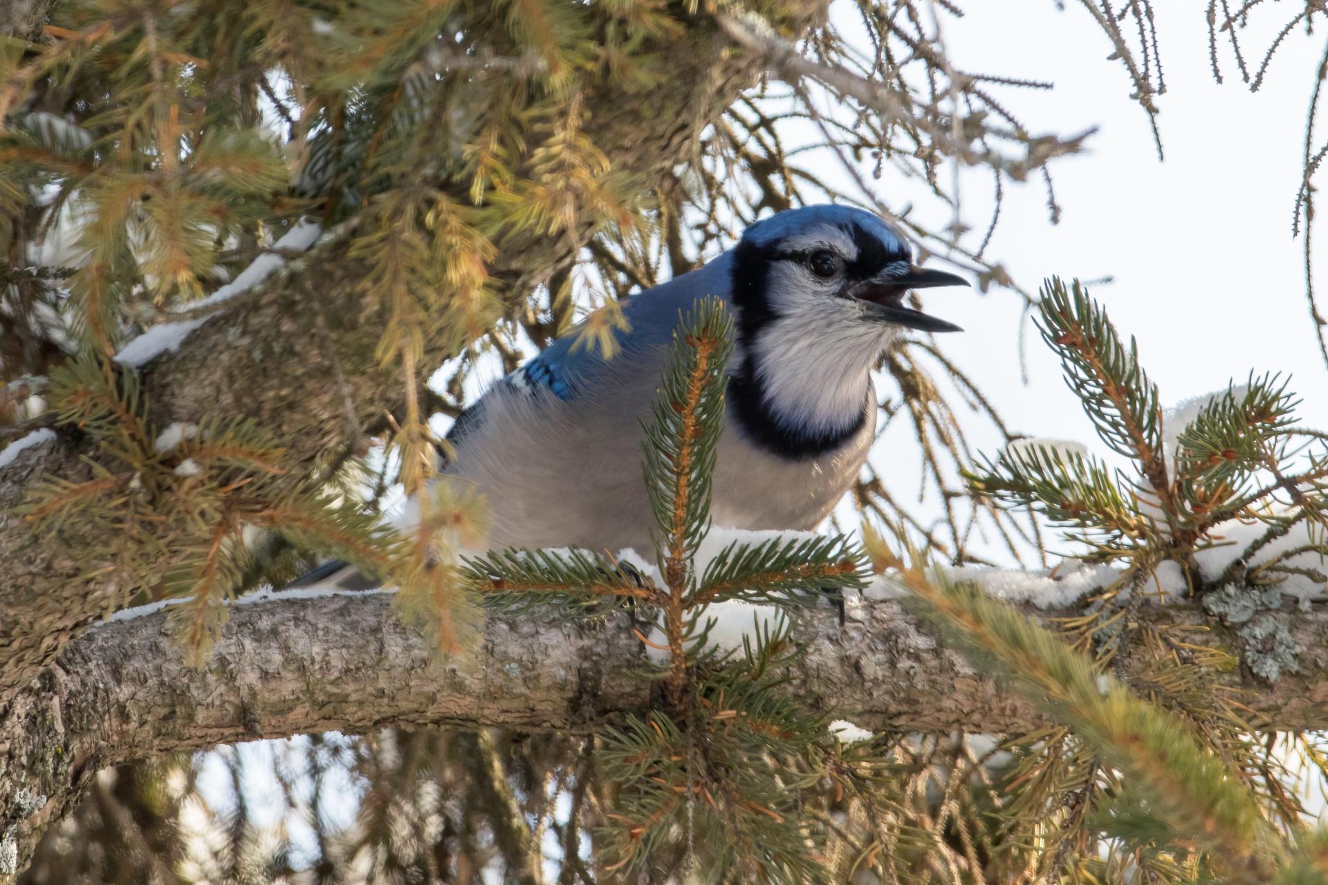 geai-bleu-blue-jay