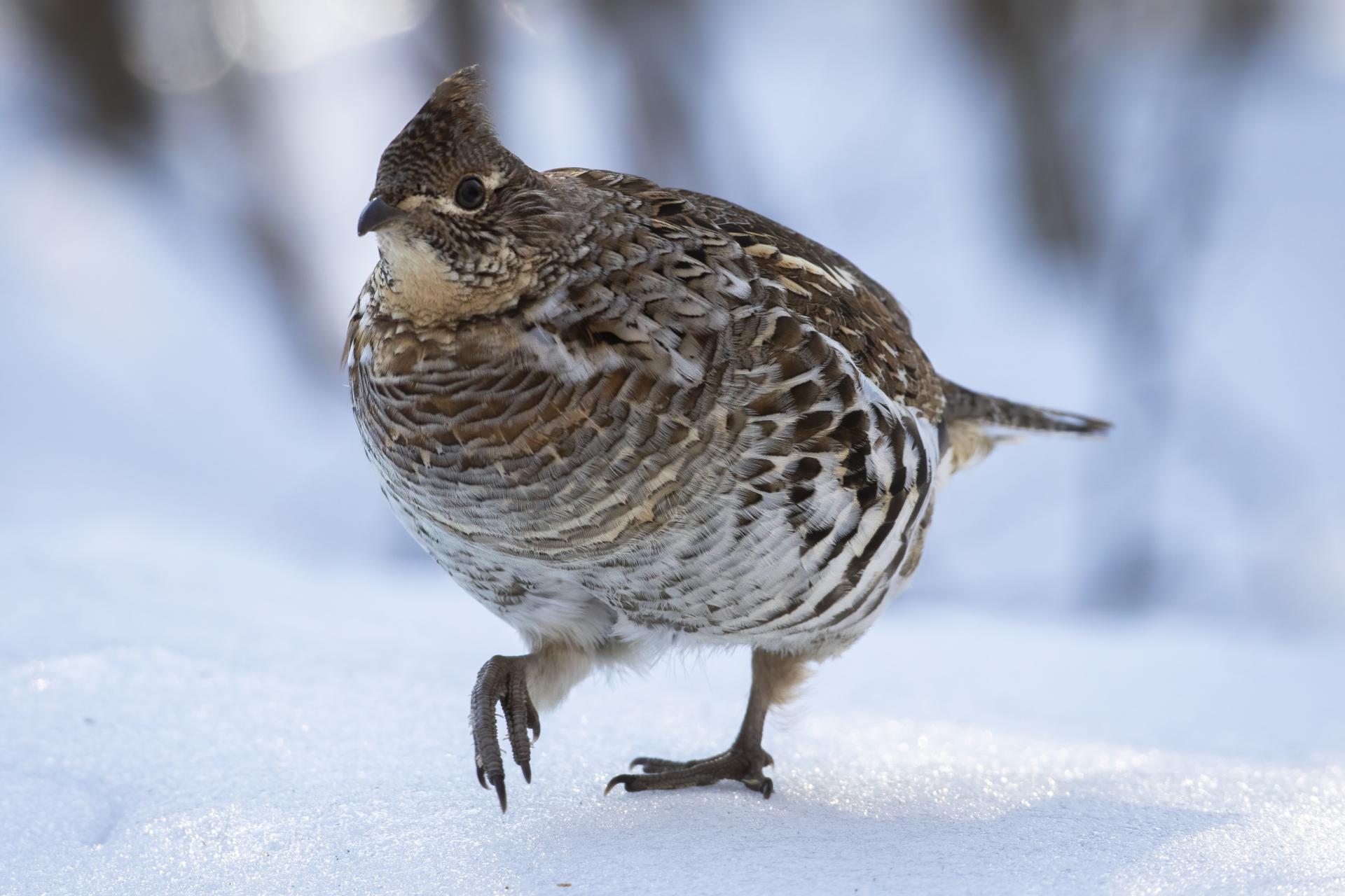 gelinotte-huppee-ruffed-grouse