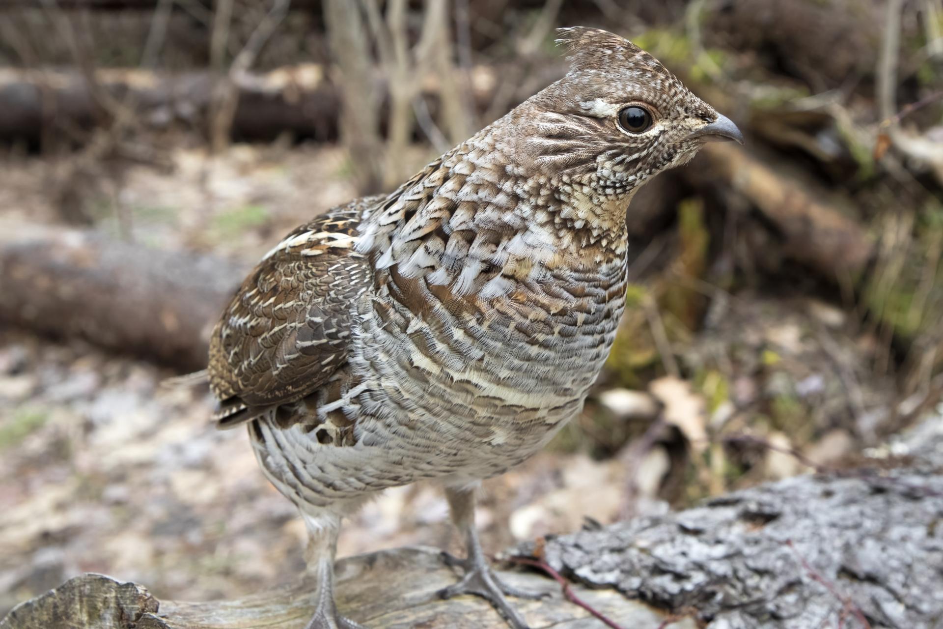 gelinotte-huppee-ruffed-grouse