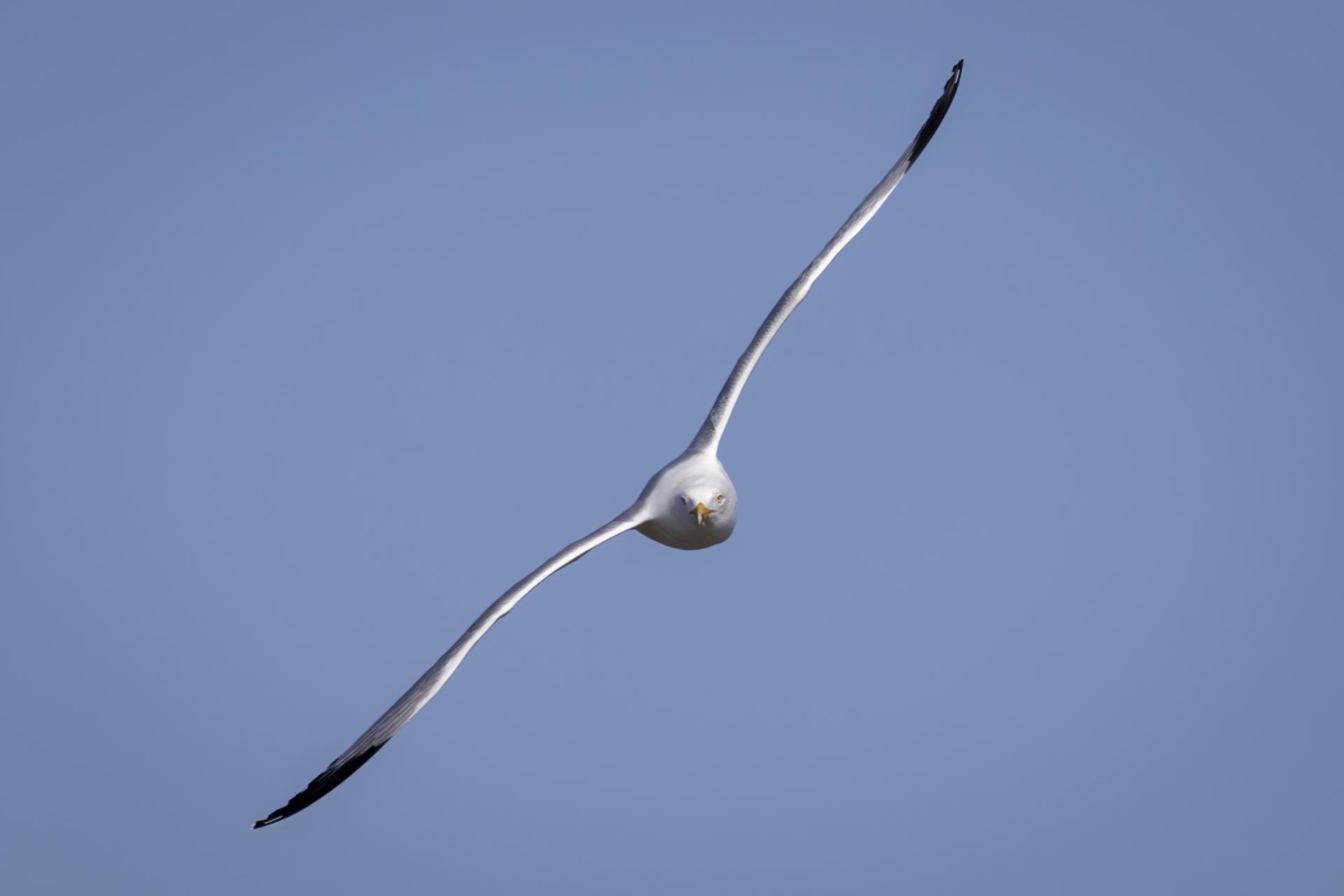 goeland-argente-herring-gull