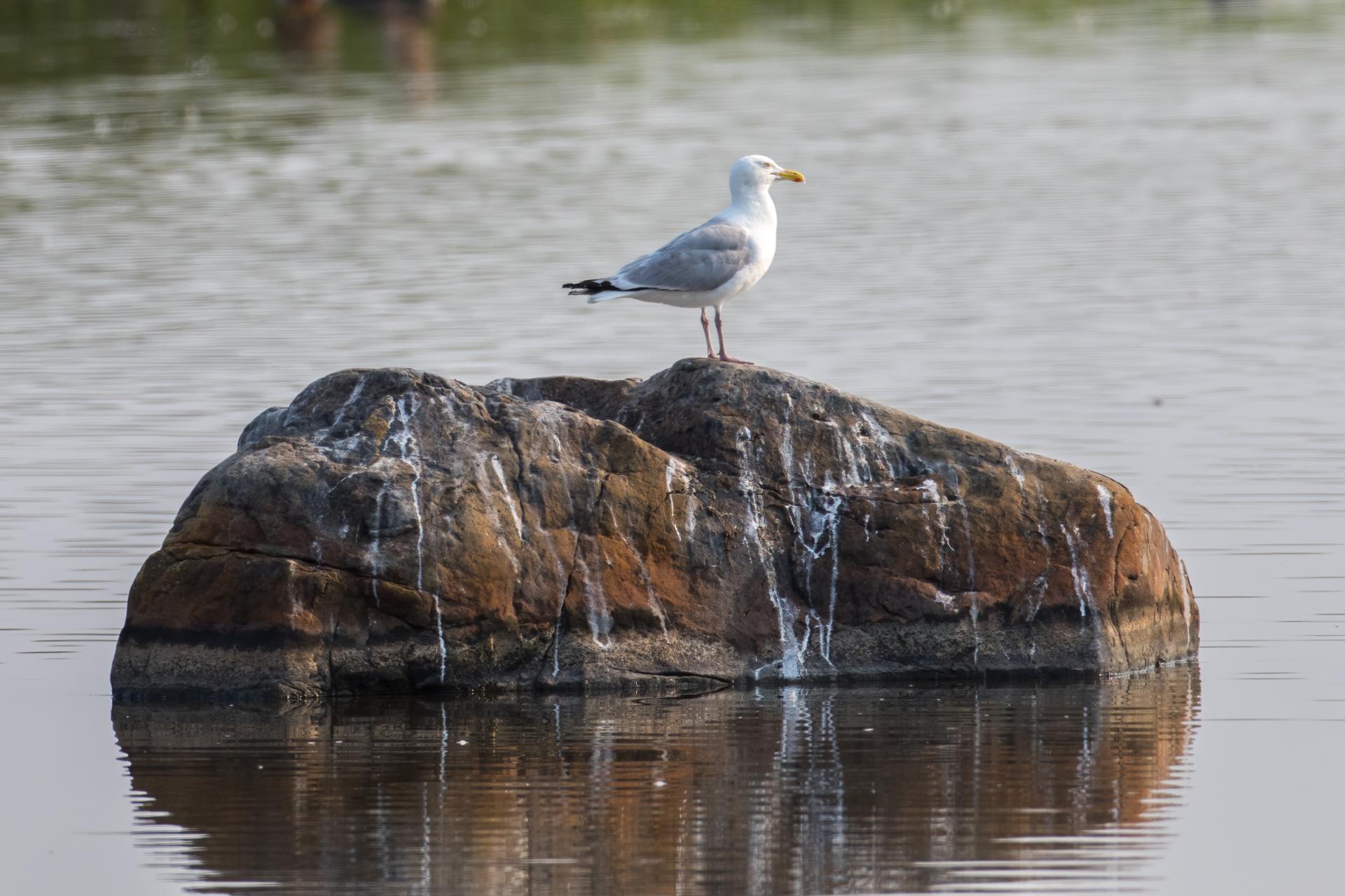 goeland-argente-herring-gull
