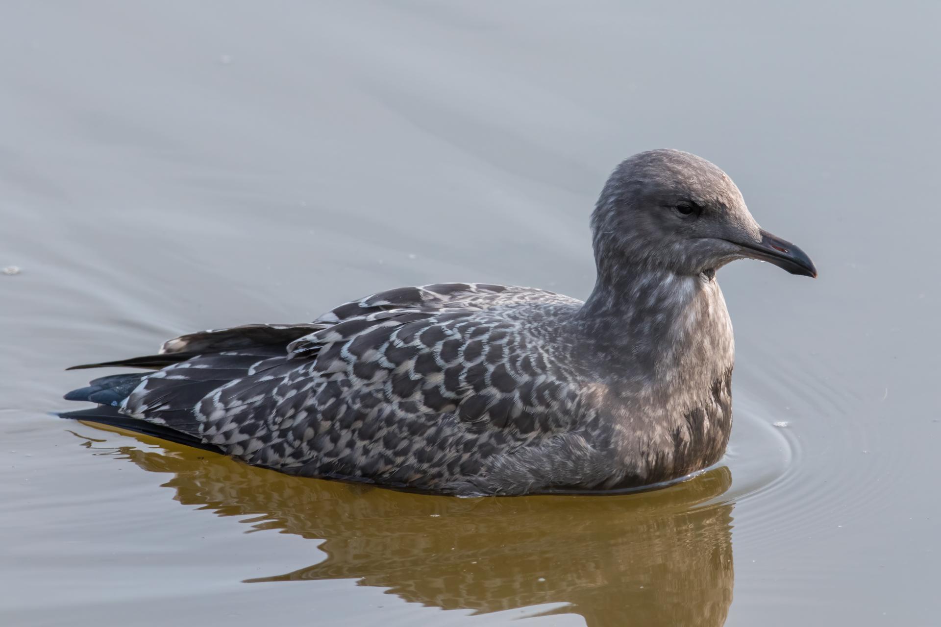 goeland-argente-herring-gull