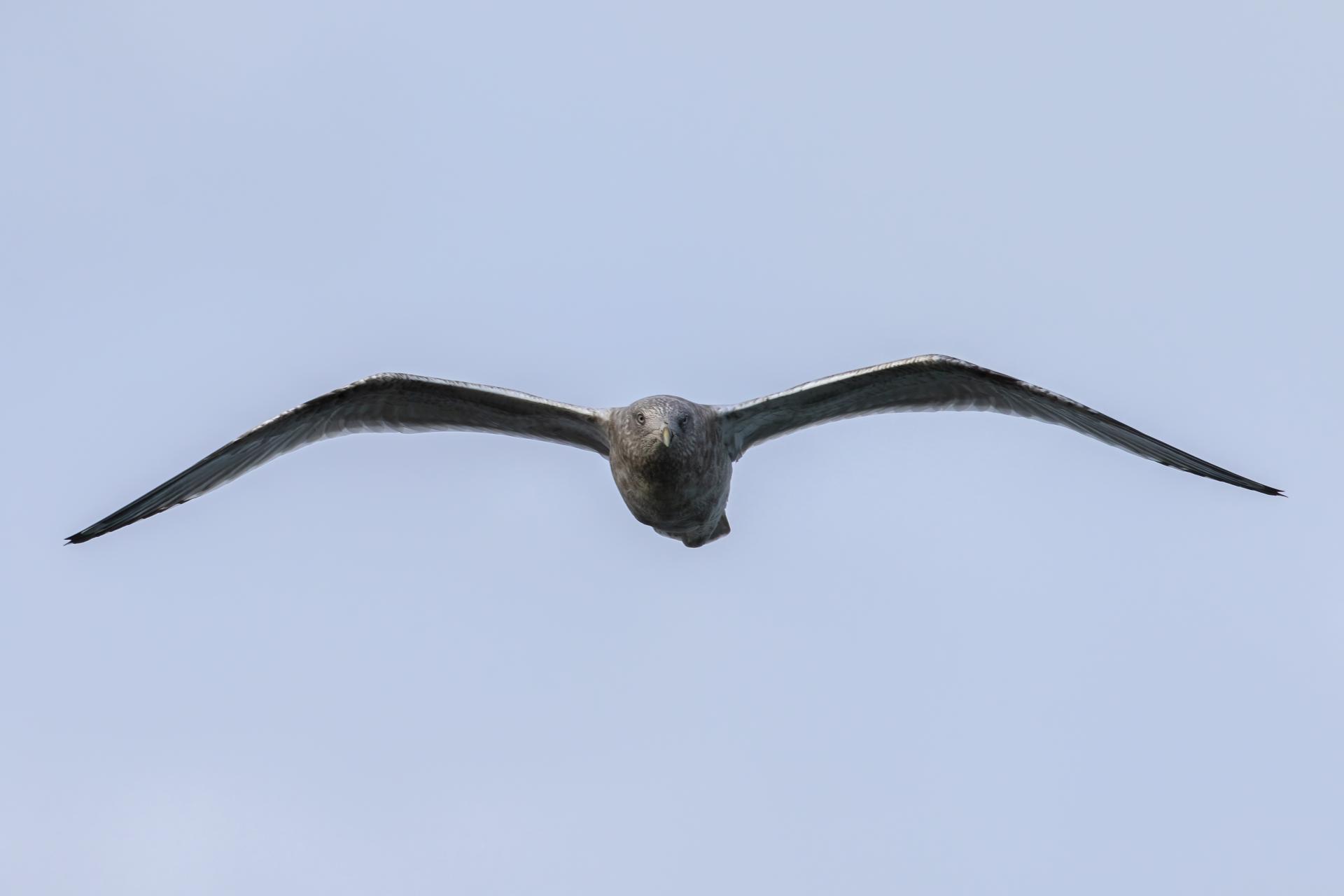 goeland-argente-herring-gull