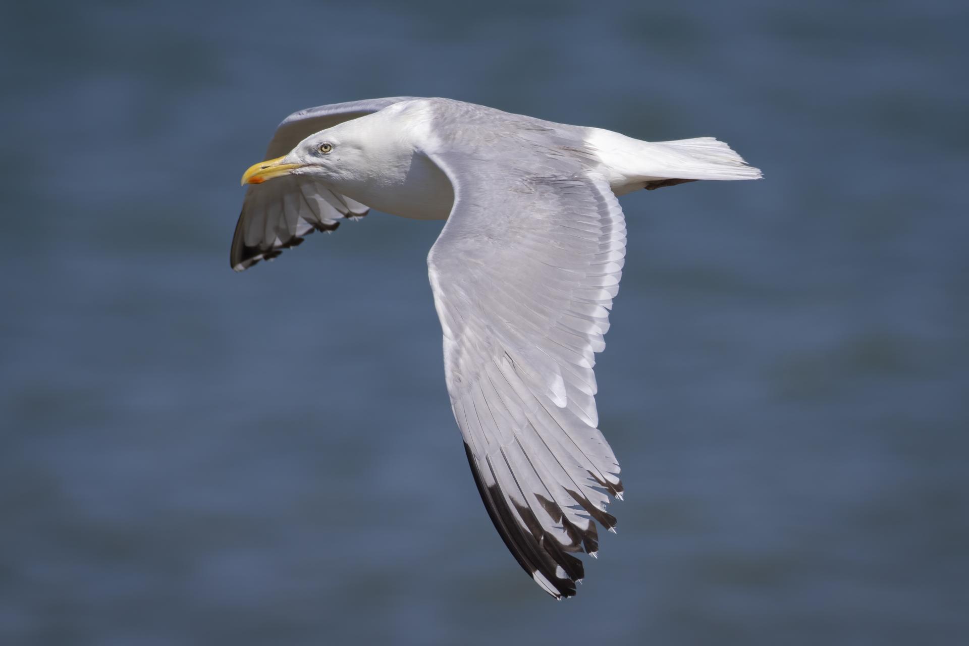 goeland-argente-herring-gull