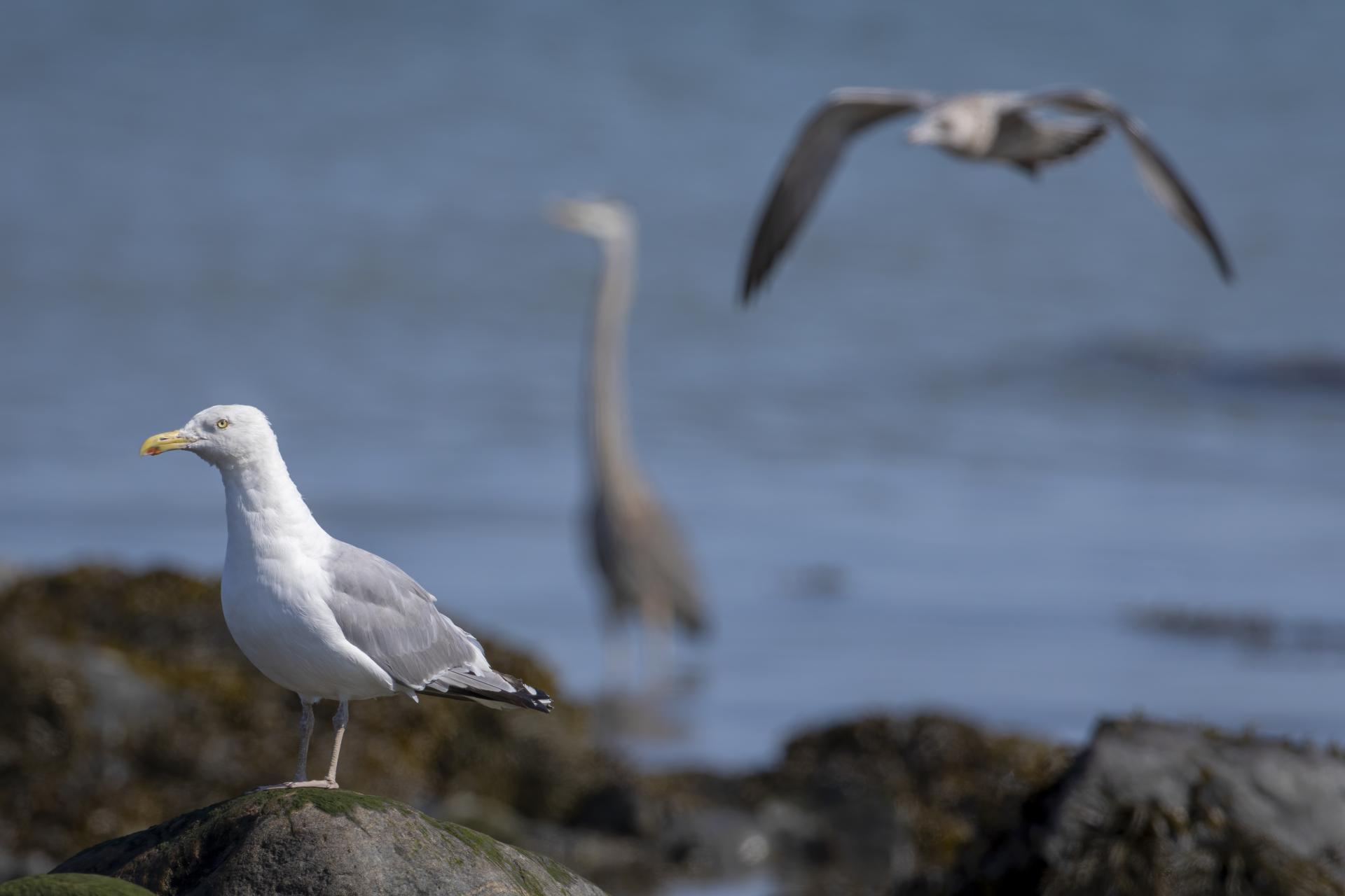 goeland-argente-herring-gull