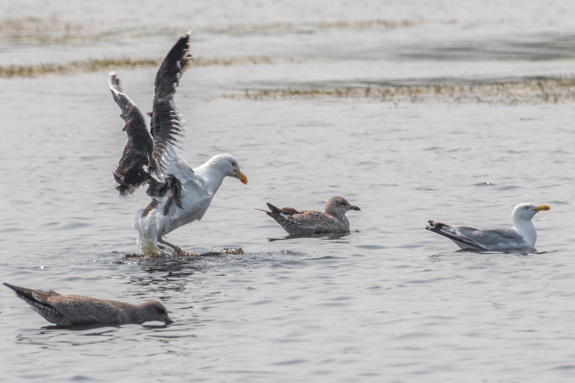 goeland-marin-great-black-backed-gull