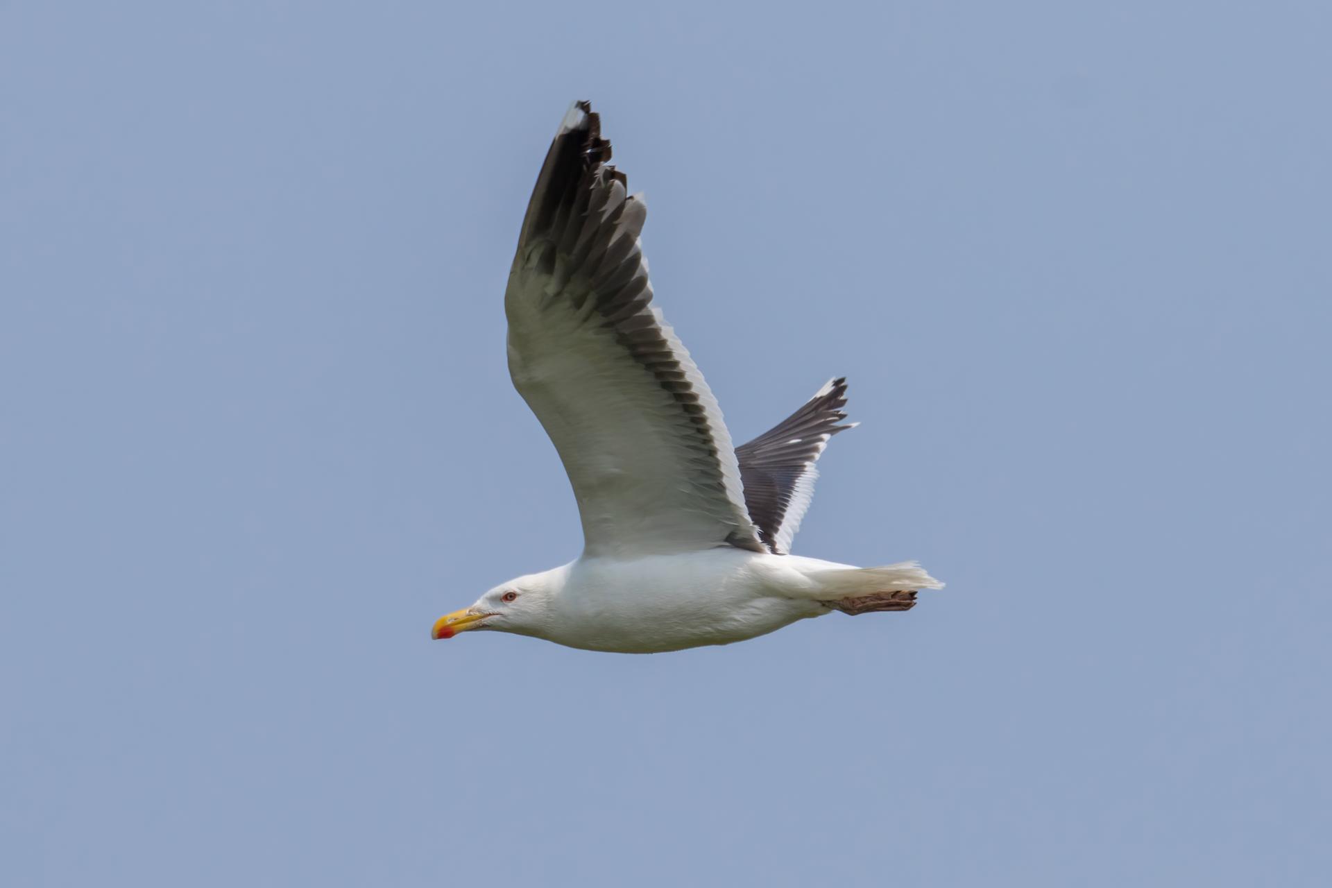 goeland-marin-great-black-backed-gull