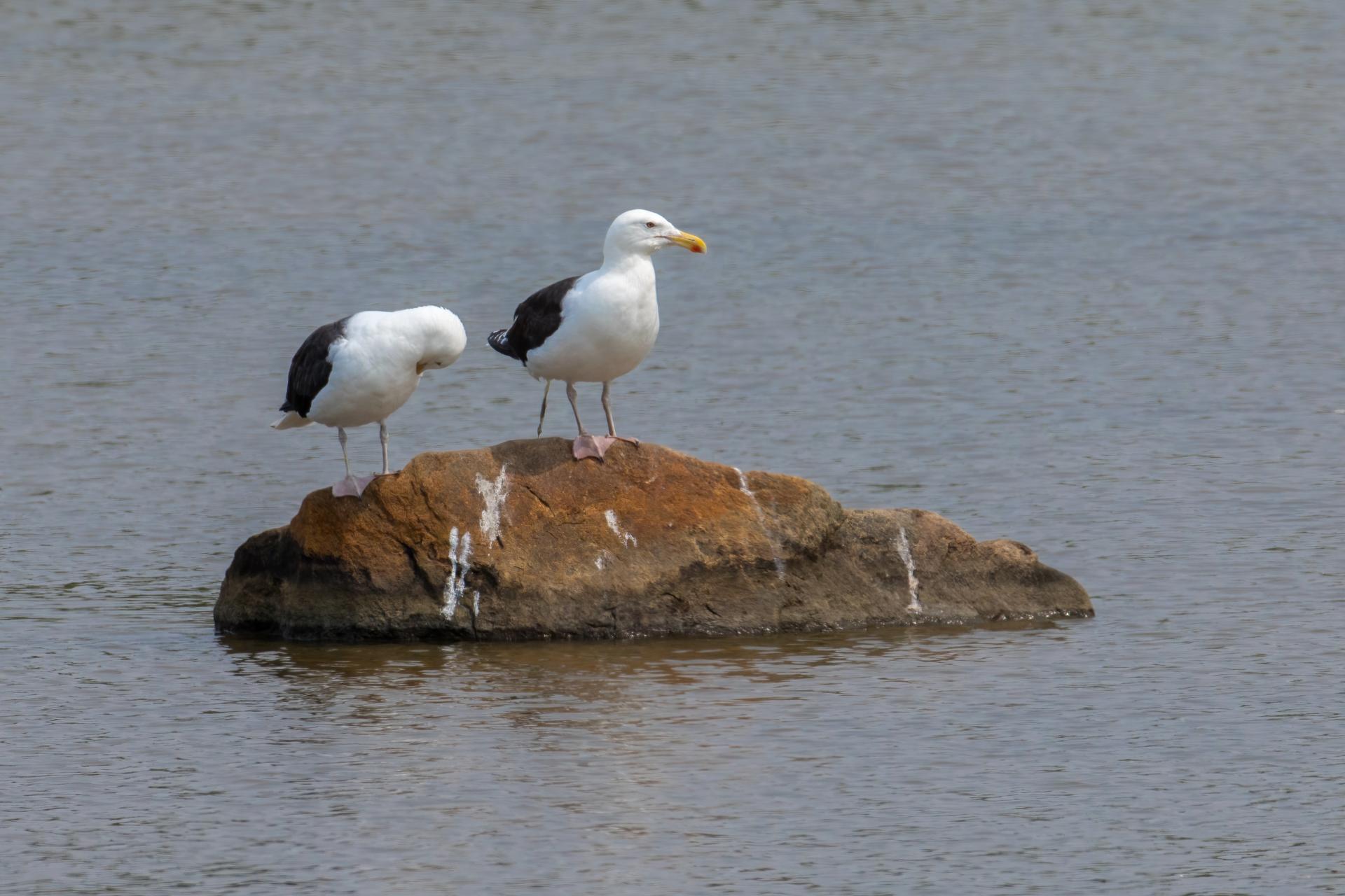 goeland-marin-great-black-backed-gull