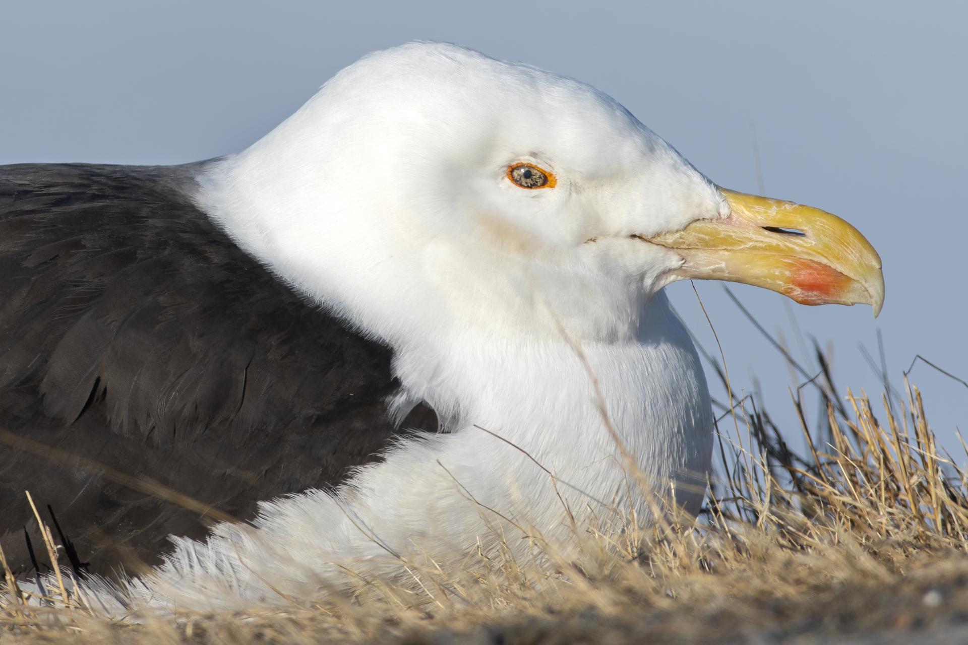 goeland-marin-great-black-backed-gull