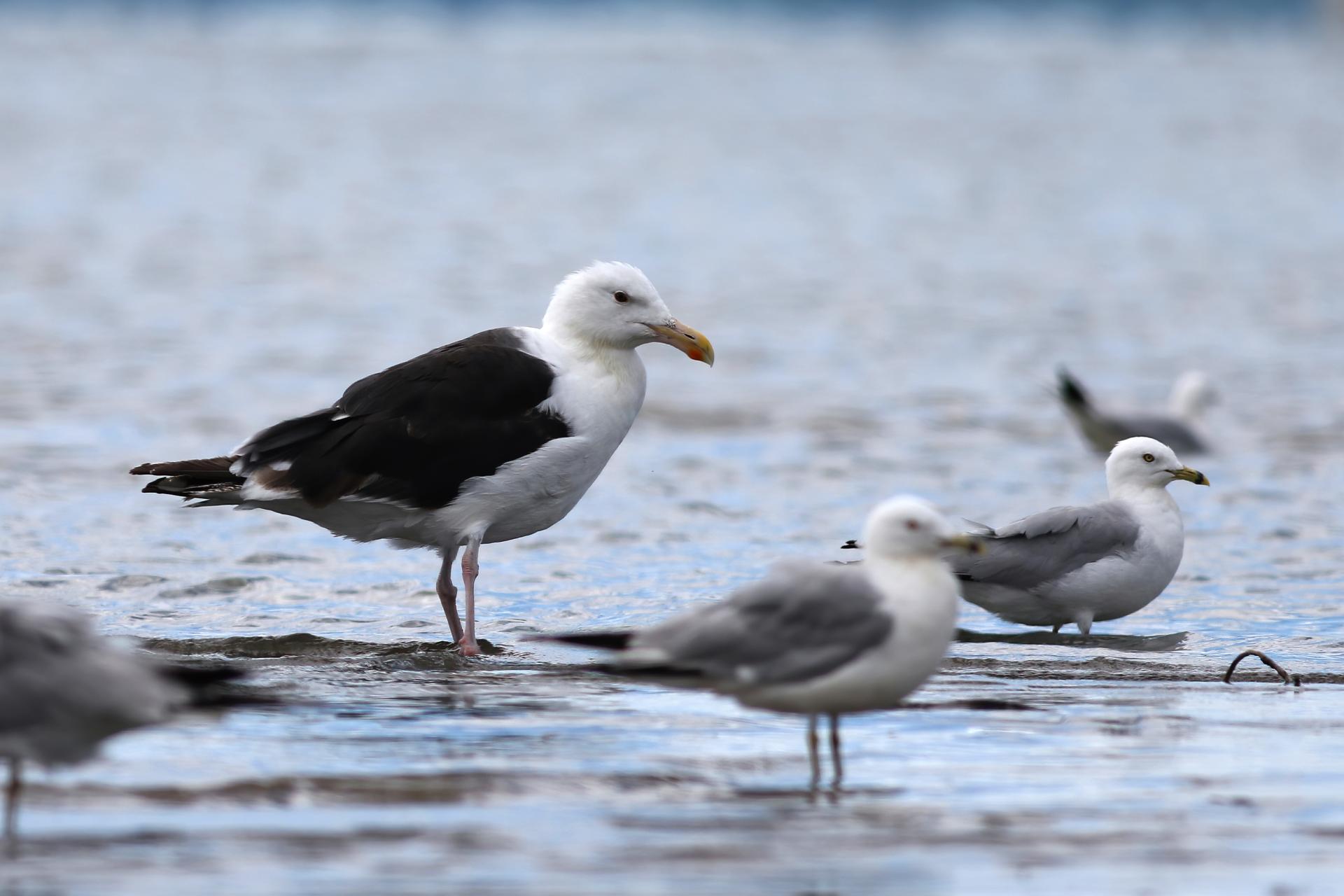 goeland-marin-great-black-backed-gull