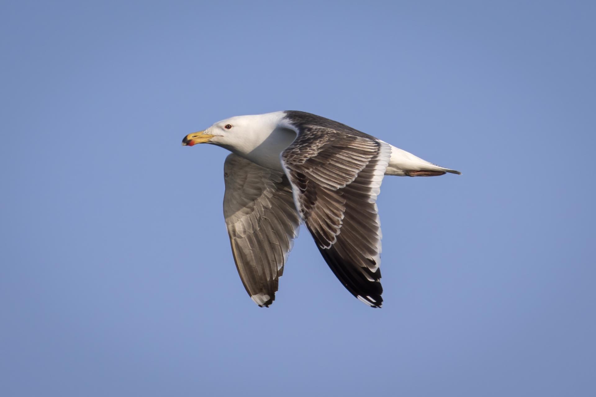 goeland-marin-great-black-backed-gull