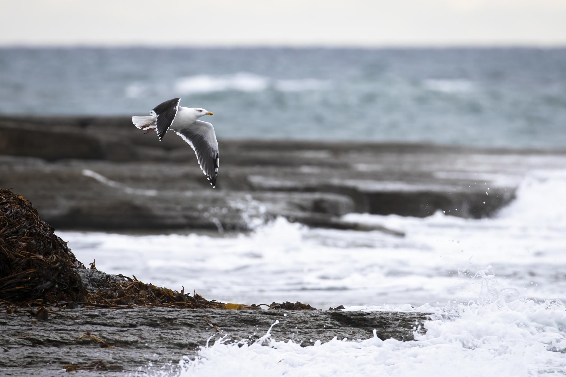 goeland-marin-great-black-backed-gull