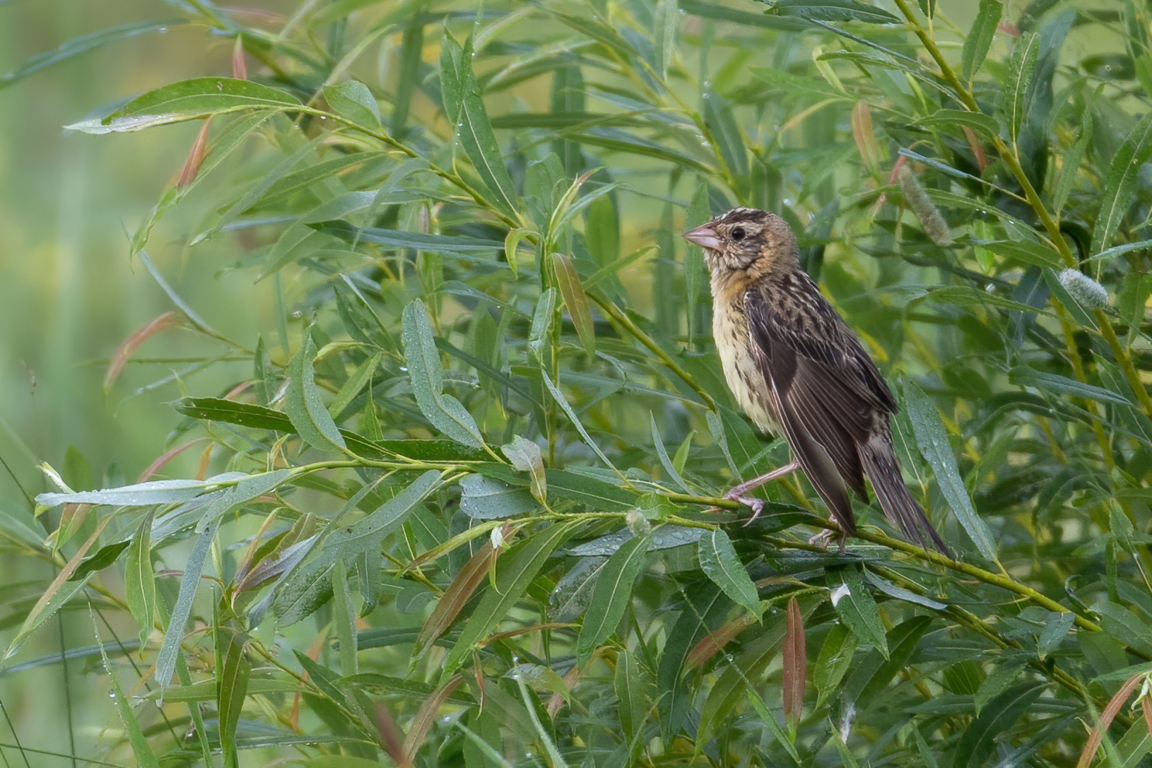 goglu-des-pres-bobolink