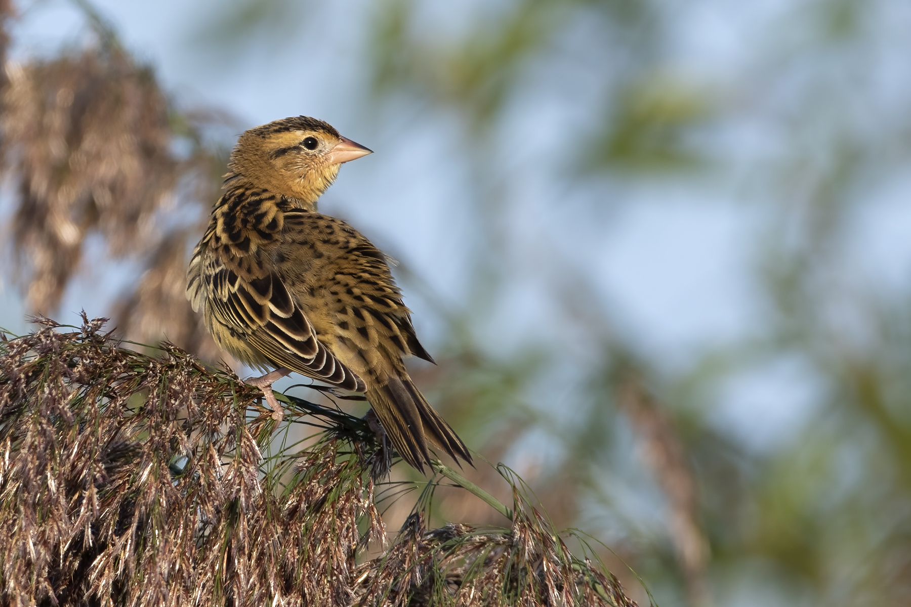 goglu-des-pres-bobolink