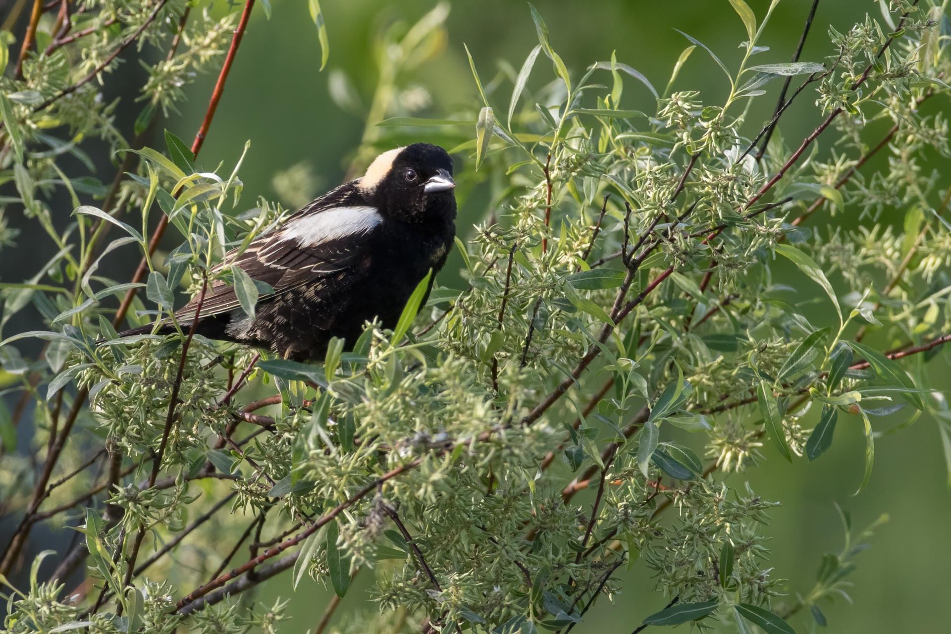 goglu-des-pres-bobolink