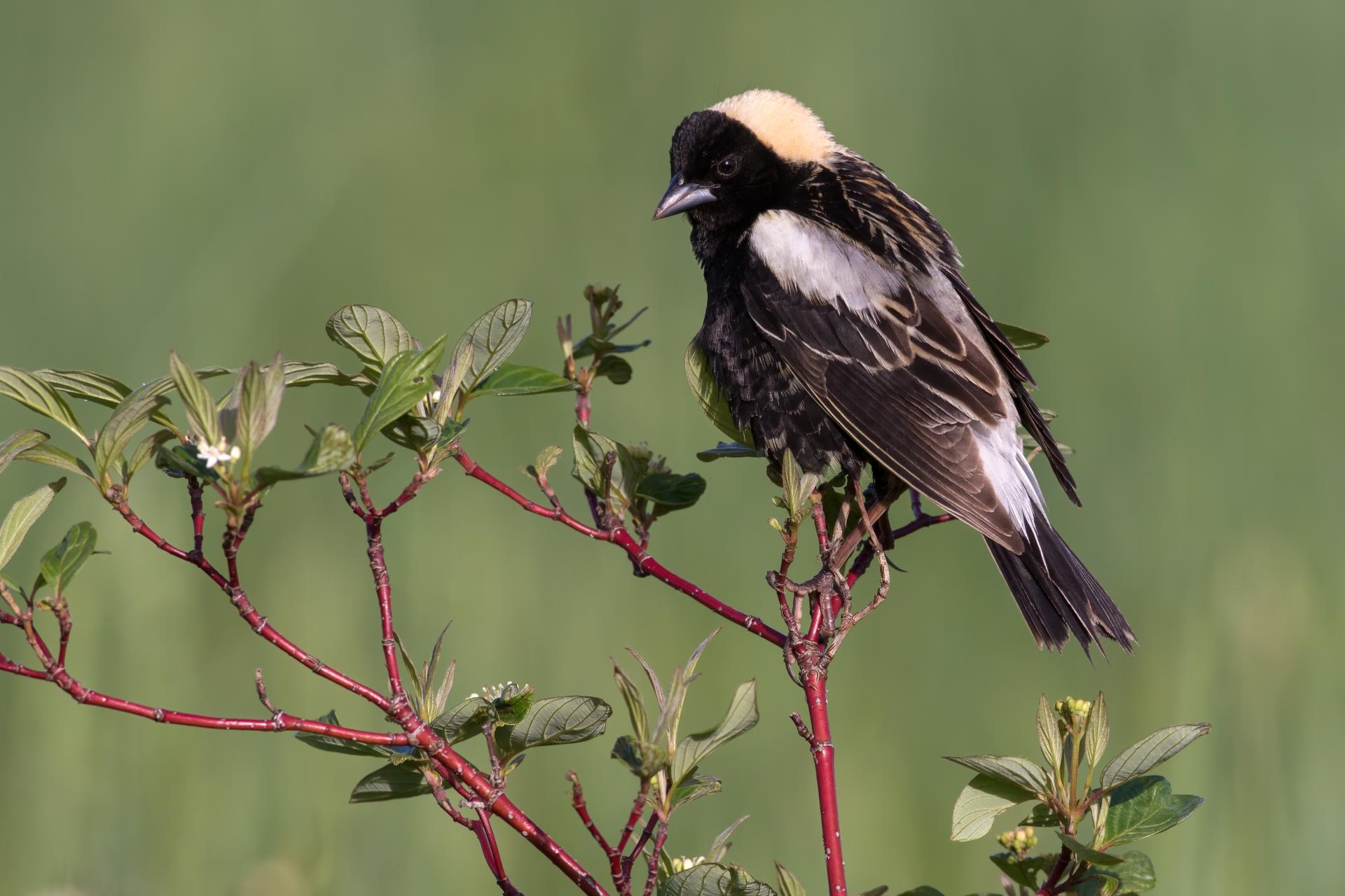 goglu-des-pres-bobolink