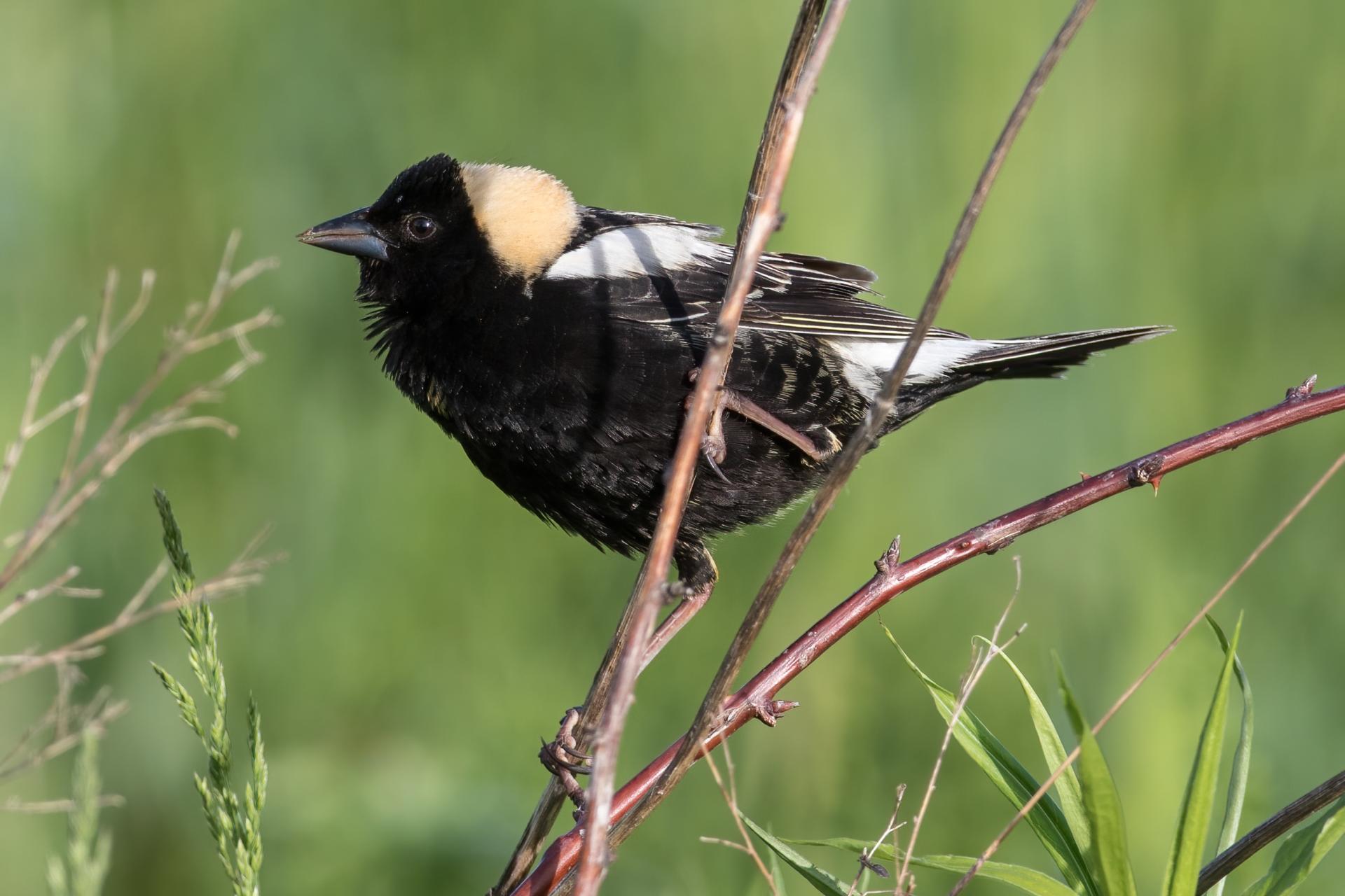 goglu-des-pres-bobolink