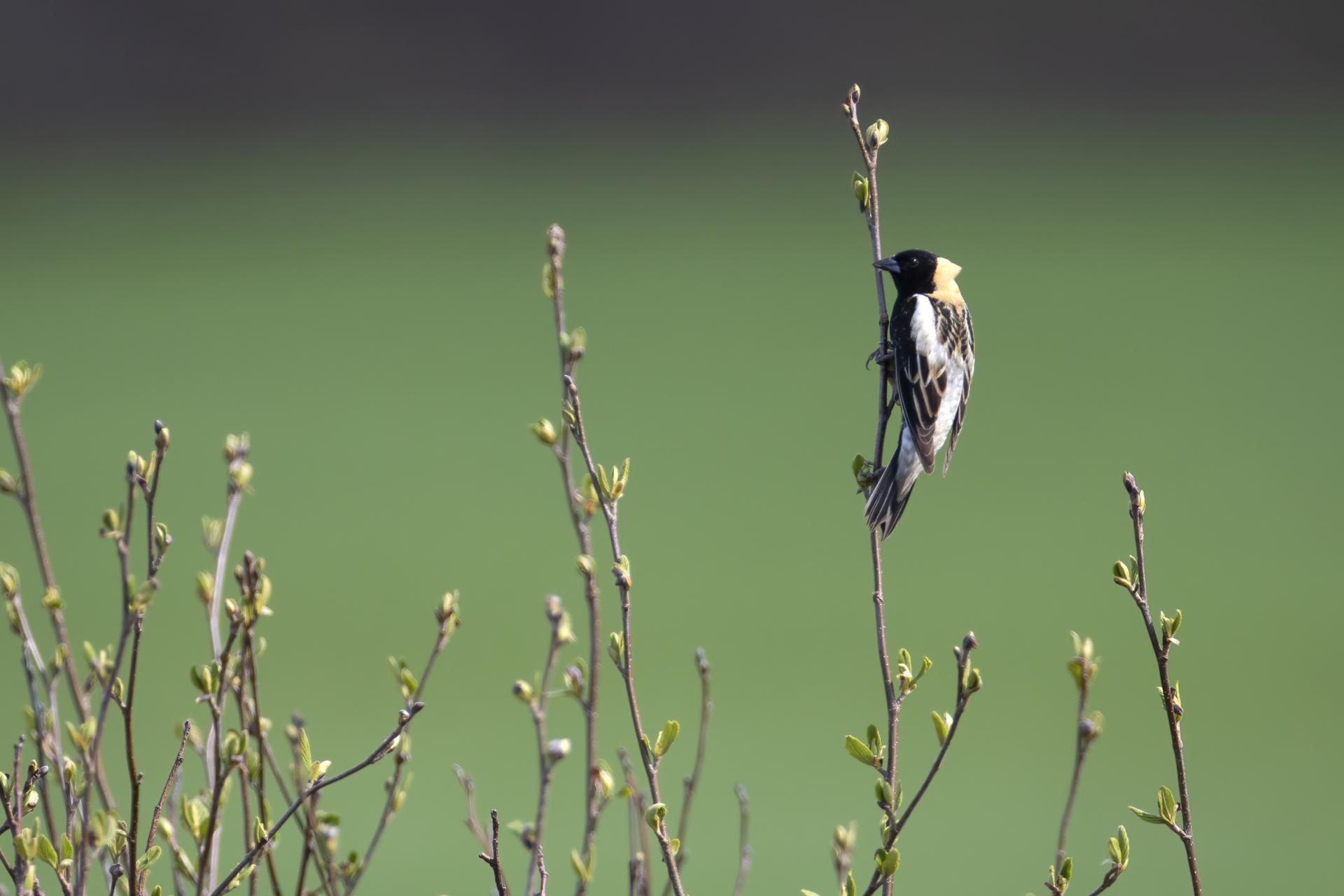 goglu-des-pres-bobolink