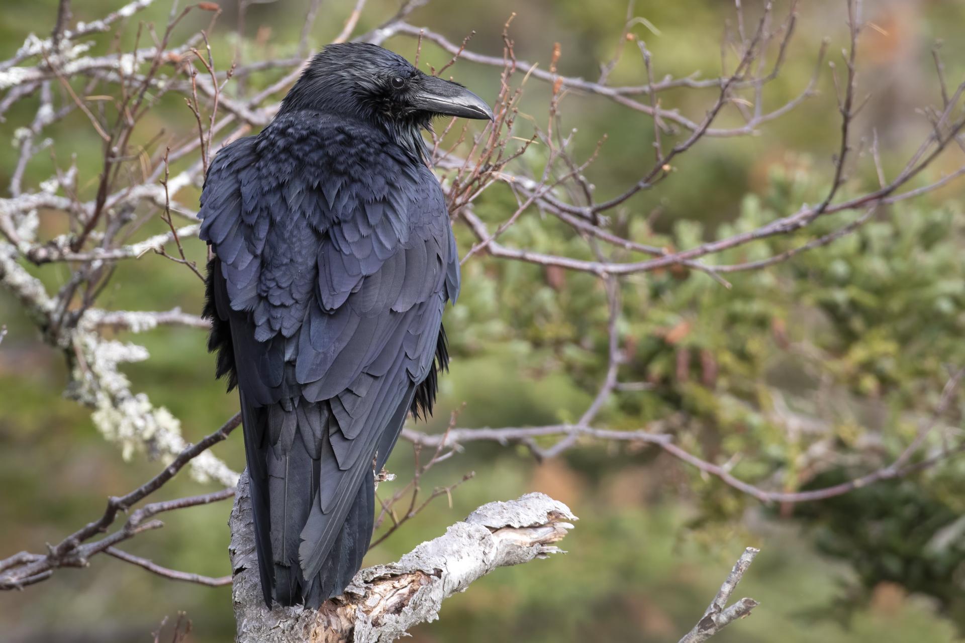 grand-corbeau-common-raven