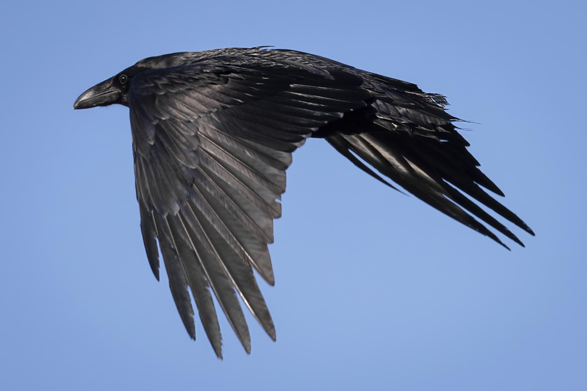 grand-corbeau-common-raven
